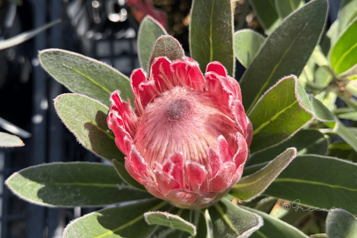 保存版】プロテア品種一覧 - クイーン系 -｜G⁺