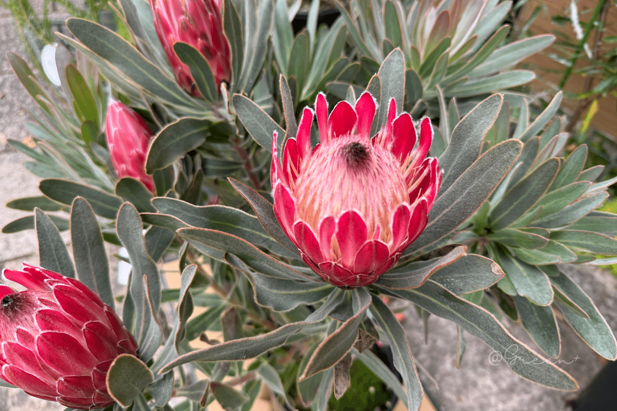 保存版】プロテア品種一覧 - クイーン系 -｜G⁺