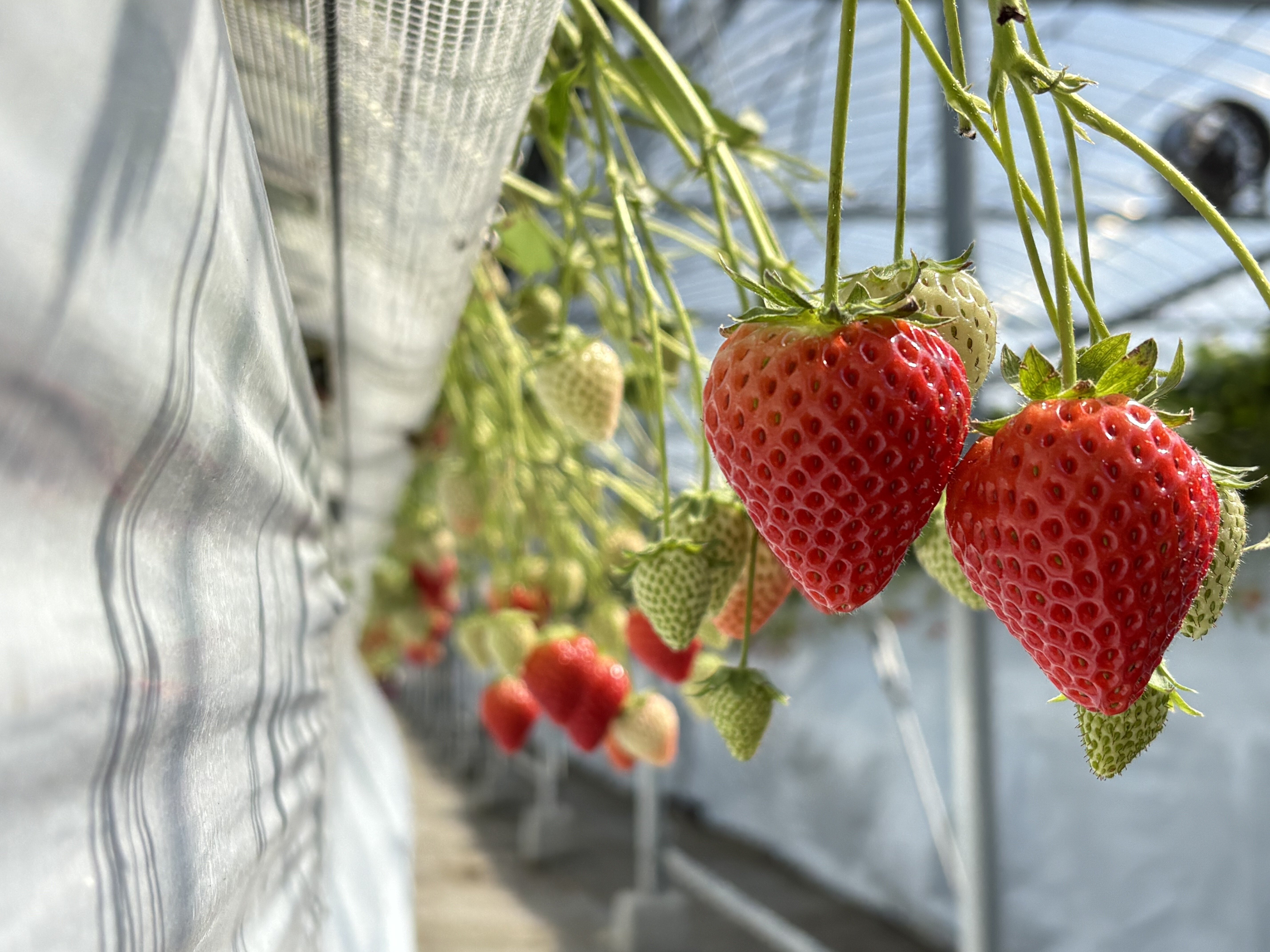 こんにちは！8/12 ICHIGO FARMです｜井手篤志｜8/12 ICHIGO FARM