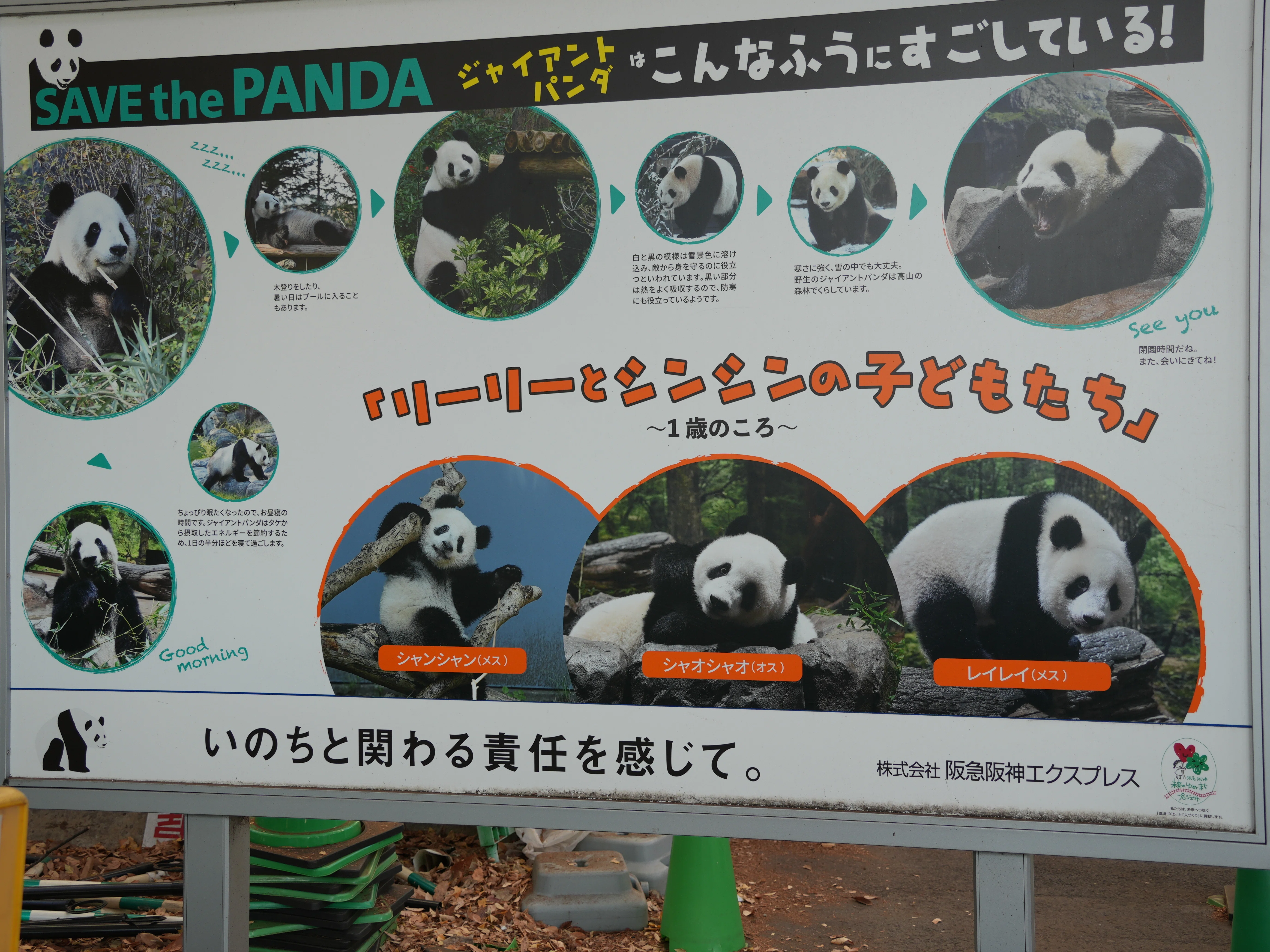 現地レポ】パンダを見てきた！上野のパンダは何時に到着すれば見れる