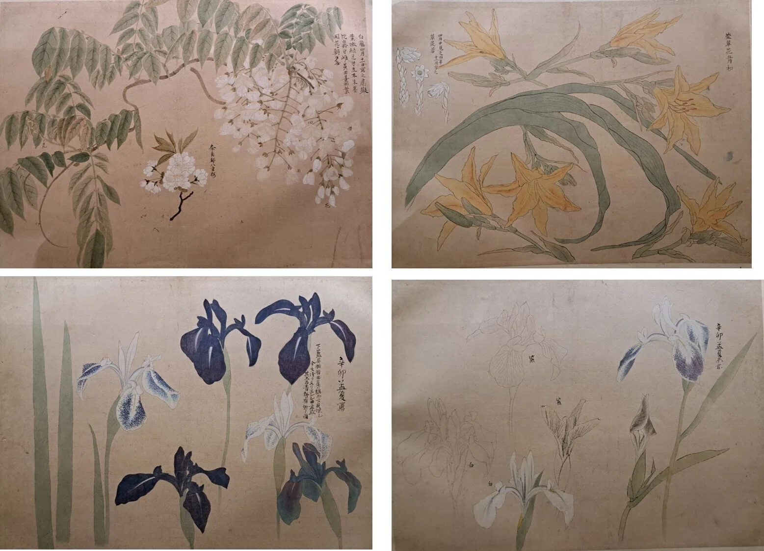 植物画とは何か＞（4）ー2：「花木真寫」と《花木真寫貼交屏風》の