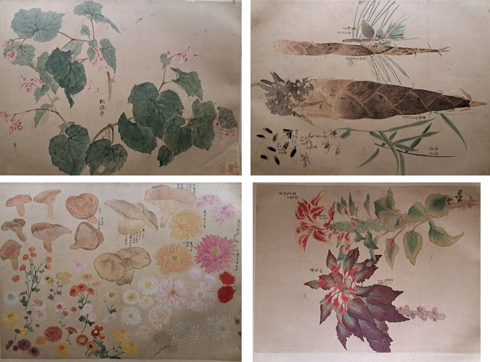 植物画とは何か＞（4）ー2：「花木真寫」と《花木真寫貼交屏風》の