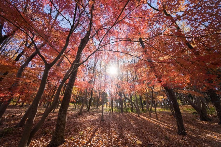 こもれびの丘＠国営昭和記念公園 | Z f + SIGMA20-200mm , X-E5 +