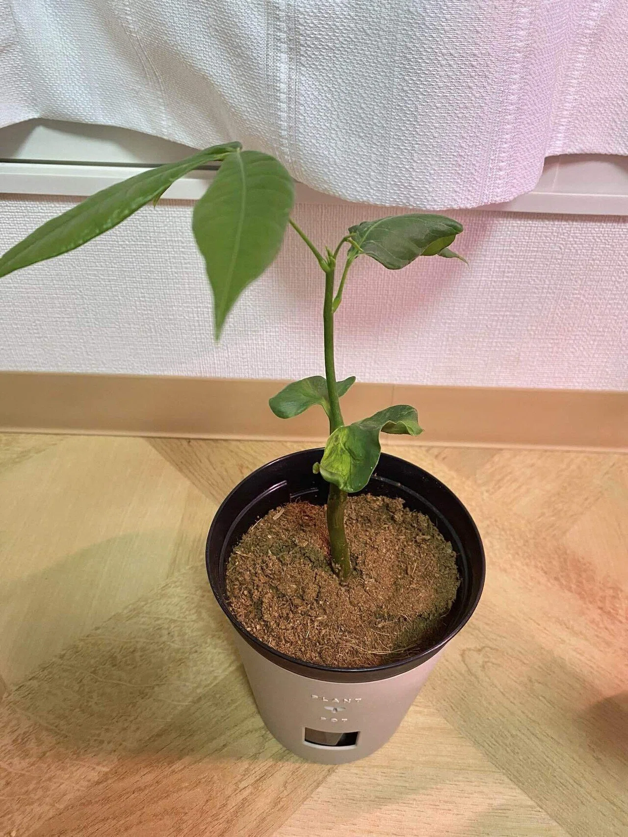 パキラの幹が折れて葉が全て落ちた！｜まる坊主から復活するまでの3 