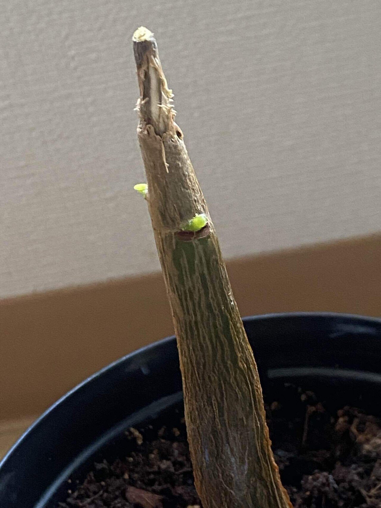 パキラ 約1.5メートル(取りに来ていただける方のみ) 182687953.jpg?cmsp_timestamp=