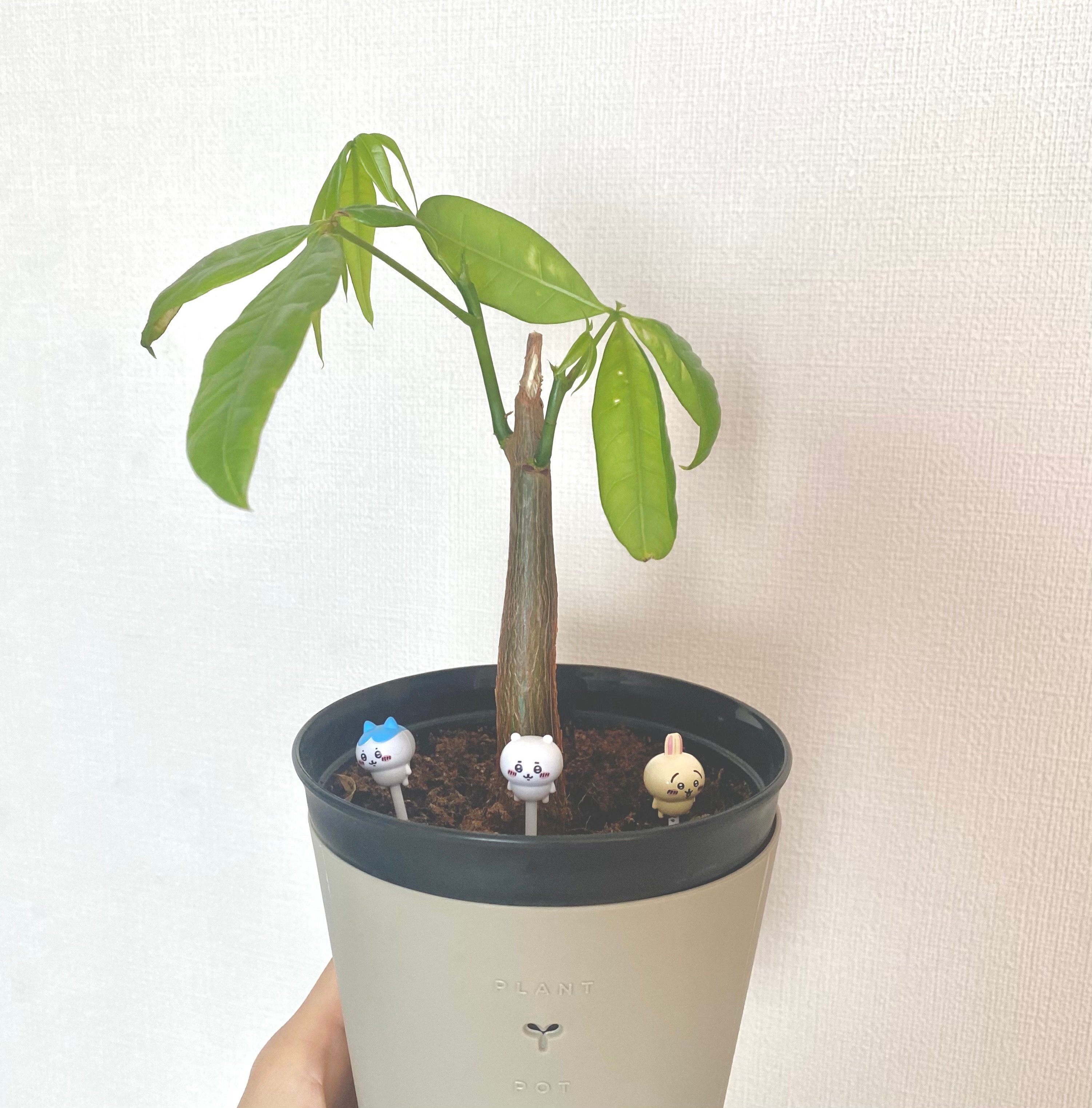 パキラ 約1.5メートル(取りに来ていただける方のみ) 朴 1本立ち パキラ○卓上風水に○太く力強い幹○パキラ○初心者でも