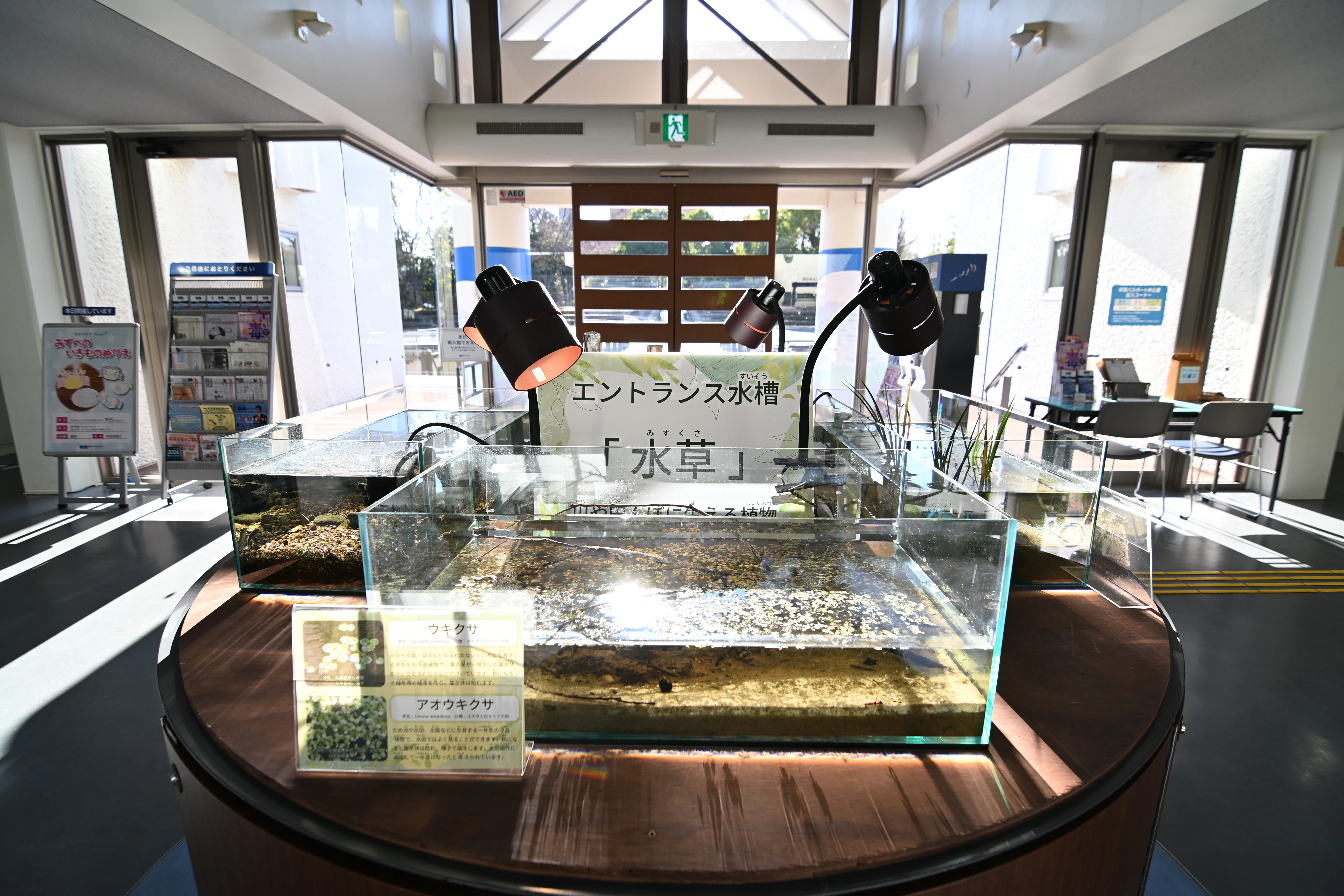 20251218_相模川ふれあい科学館アクアリウムさがみはら【Nikon Z50IIと