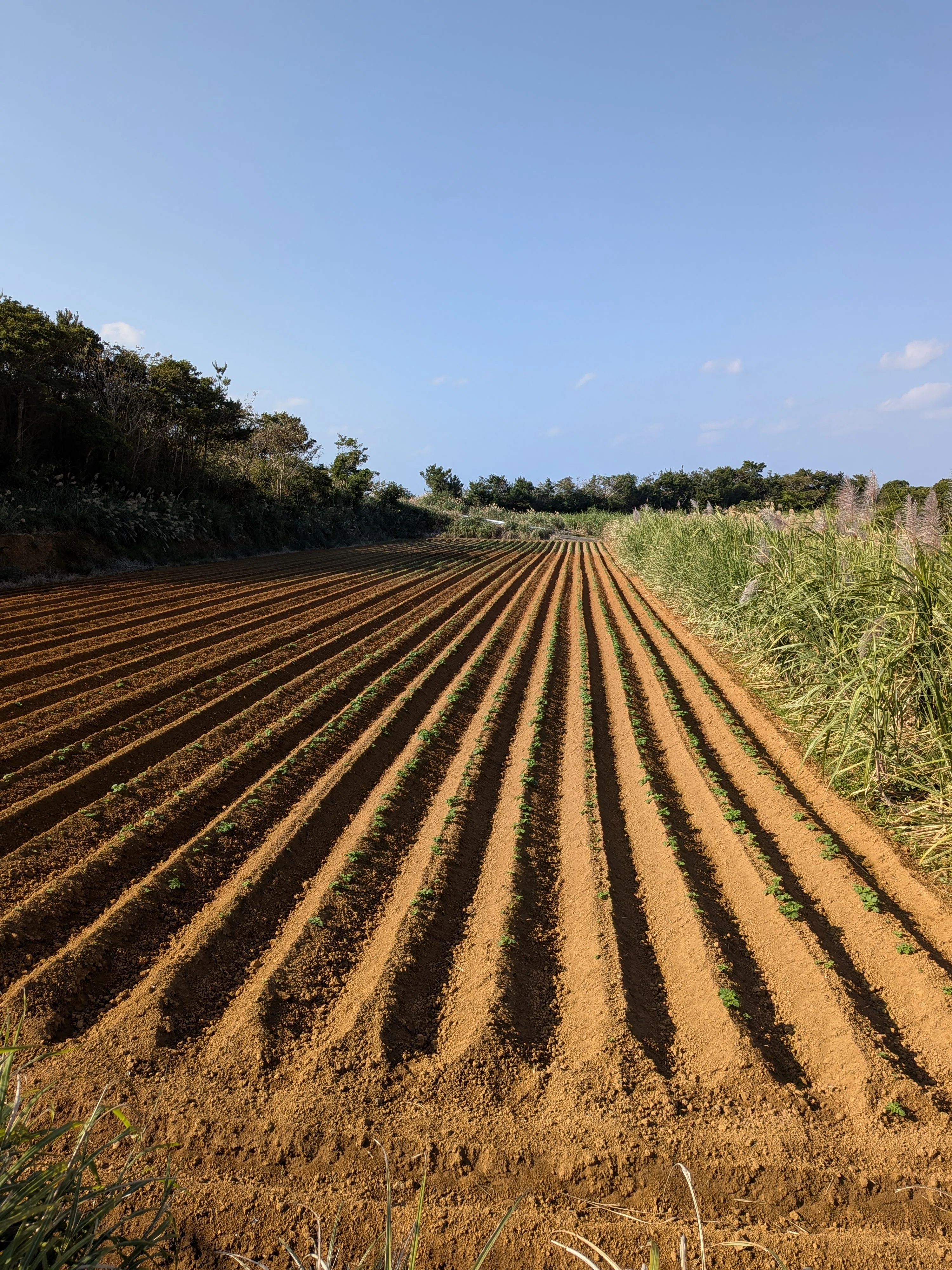 徳之島・伊仙町のダム旅｜徳之島｜伊仙町役場公式note