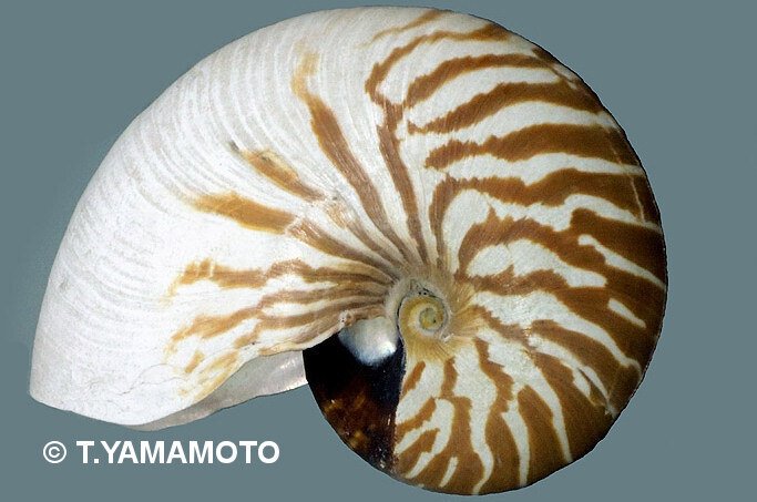 オオベソオウムガイの魅力5選｜ラブちん