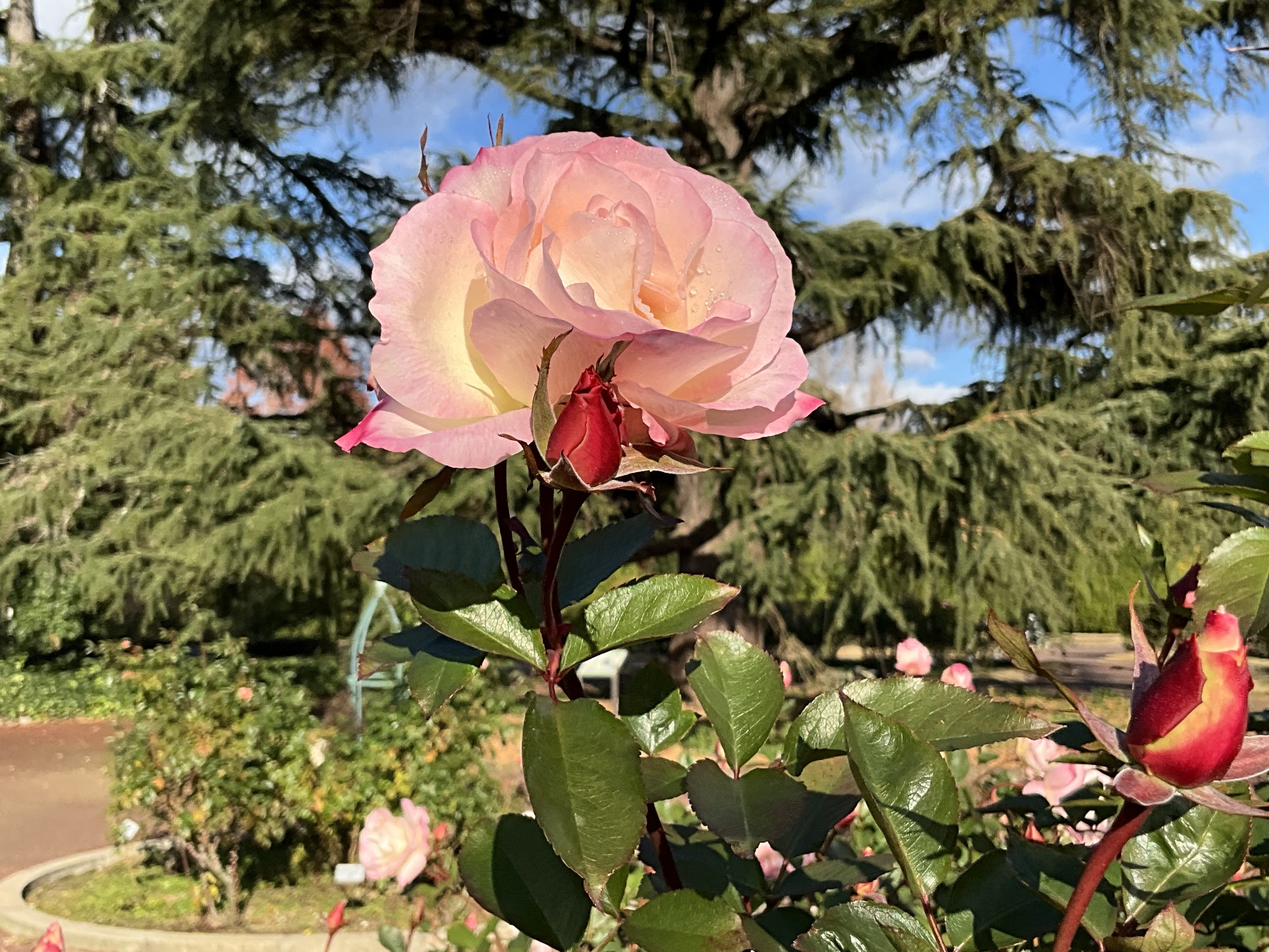 12月18日のマチルダなど（京都府立植物園ばら園）：2025年12月19日（金