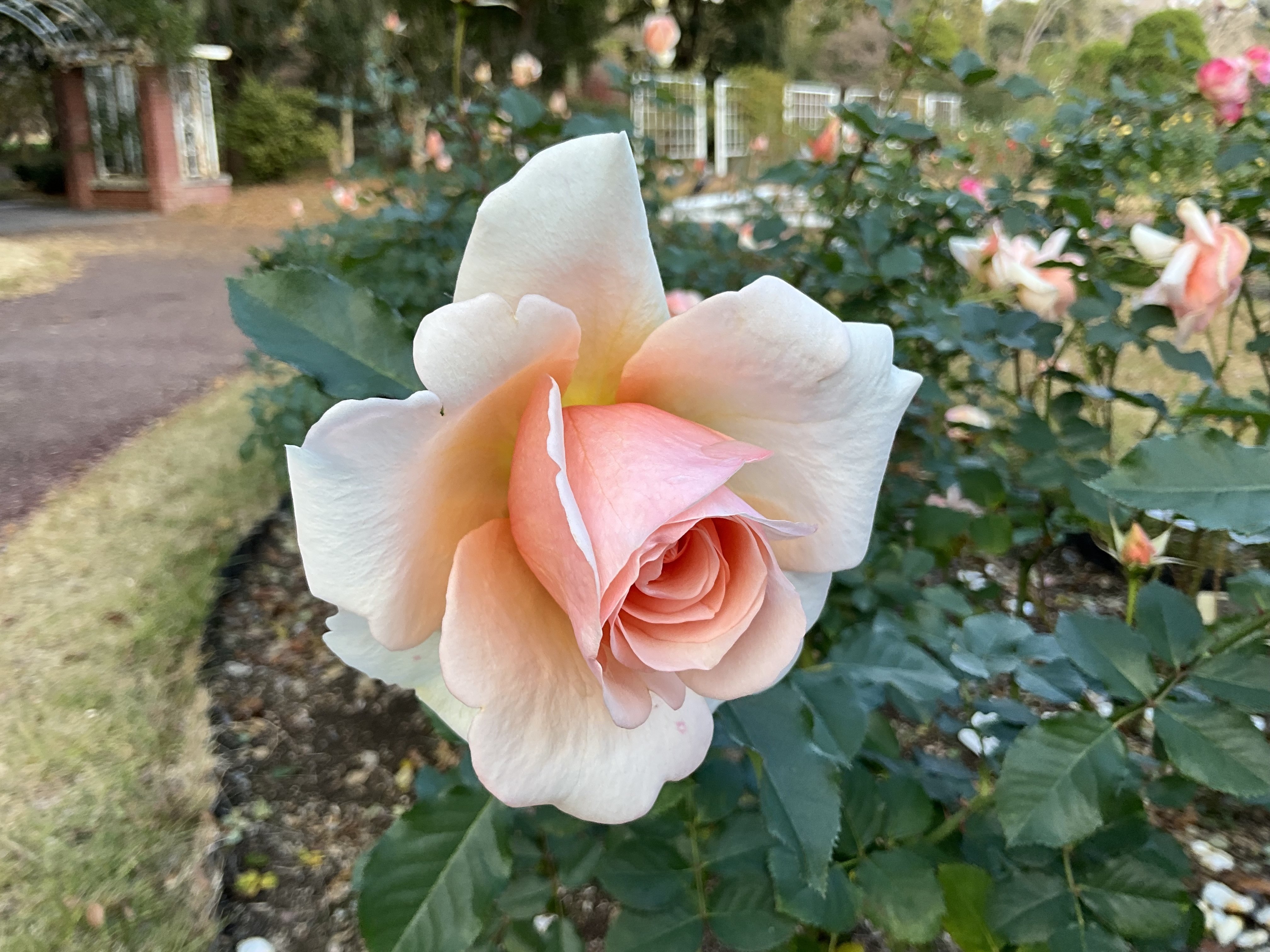 百万本のバラ/アラ•プガチョワ/帯付き1988年オリジナル盤VDP-1335 南大隅町産 バラのブーケ | 富田バラ園 - 【かごしまぐるり】鹿児島の