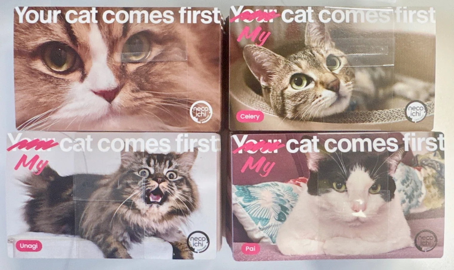 MX Global】より多くの猫に幸せな暮らしを届けるために。世界を