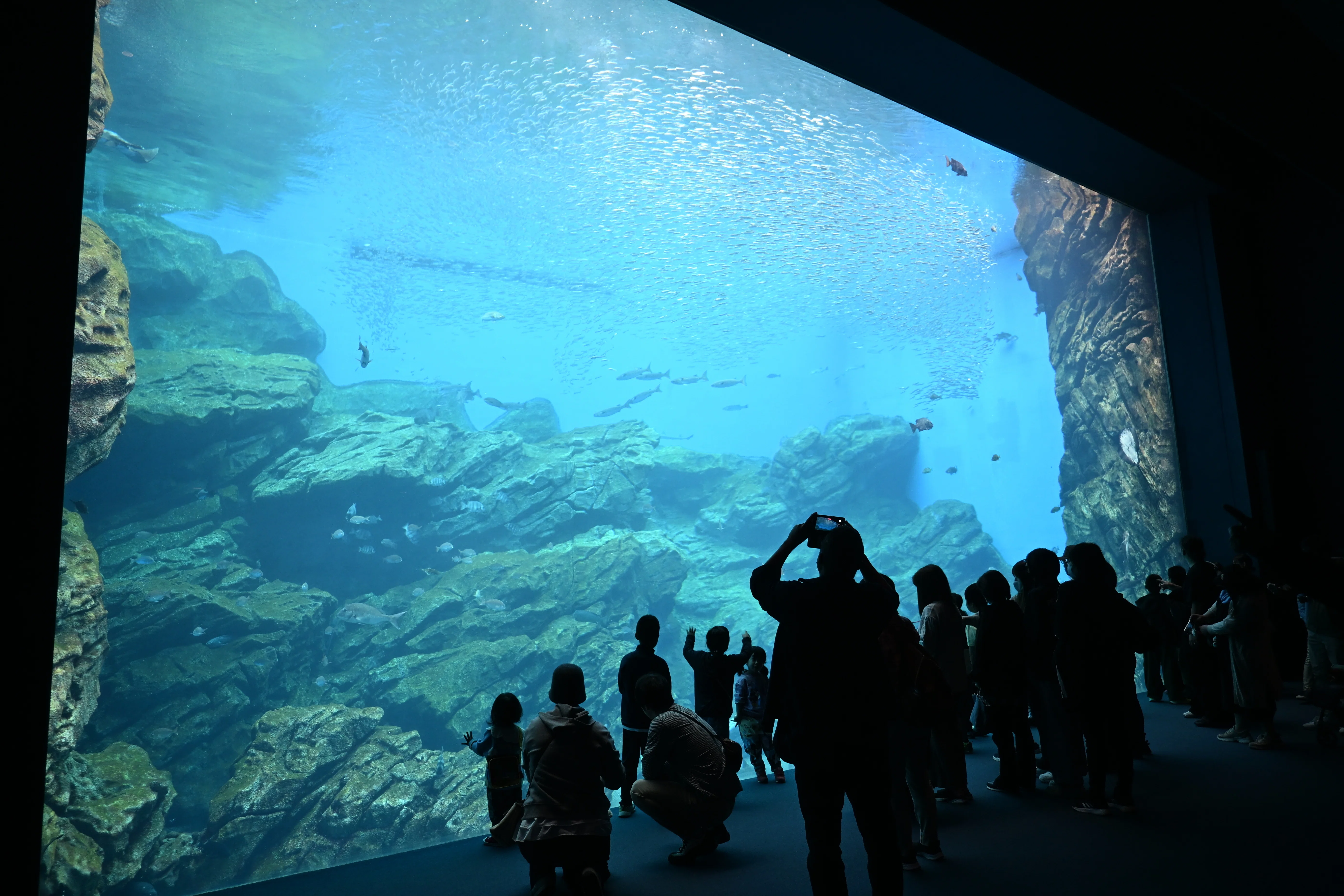 【中古】 水族館学 20251011_仙台うみの杜水族館【Nikon Z50IIと水族館】｜山ネズミ