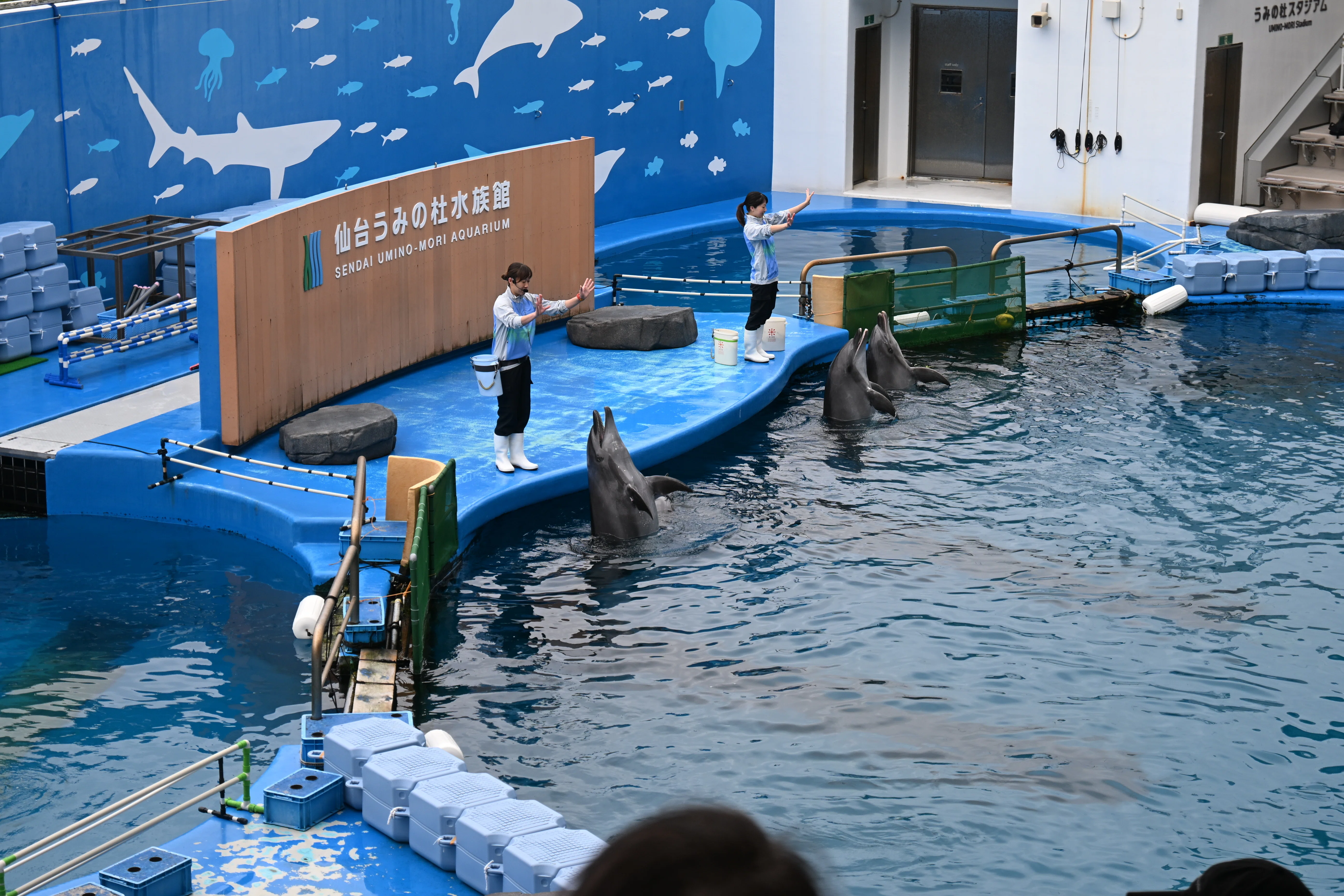 20251011_仙台うみの杜水族館【Nikon Z50IIと水族館】｜山ネズミ