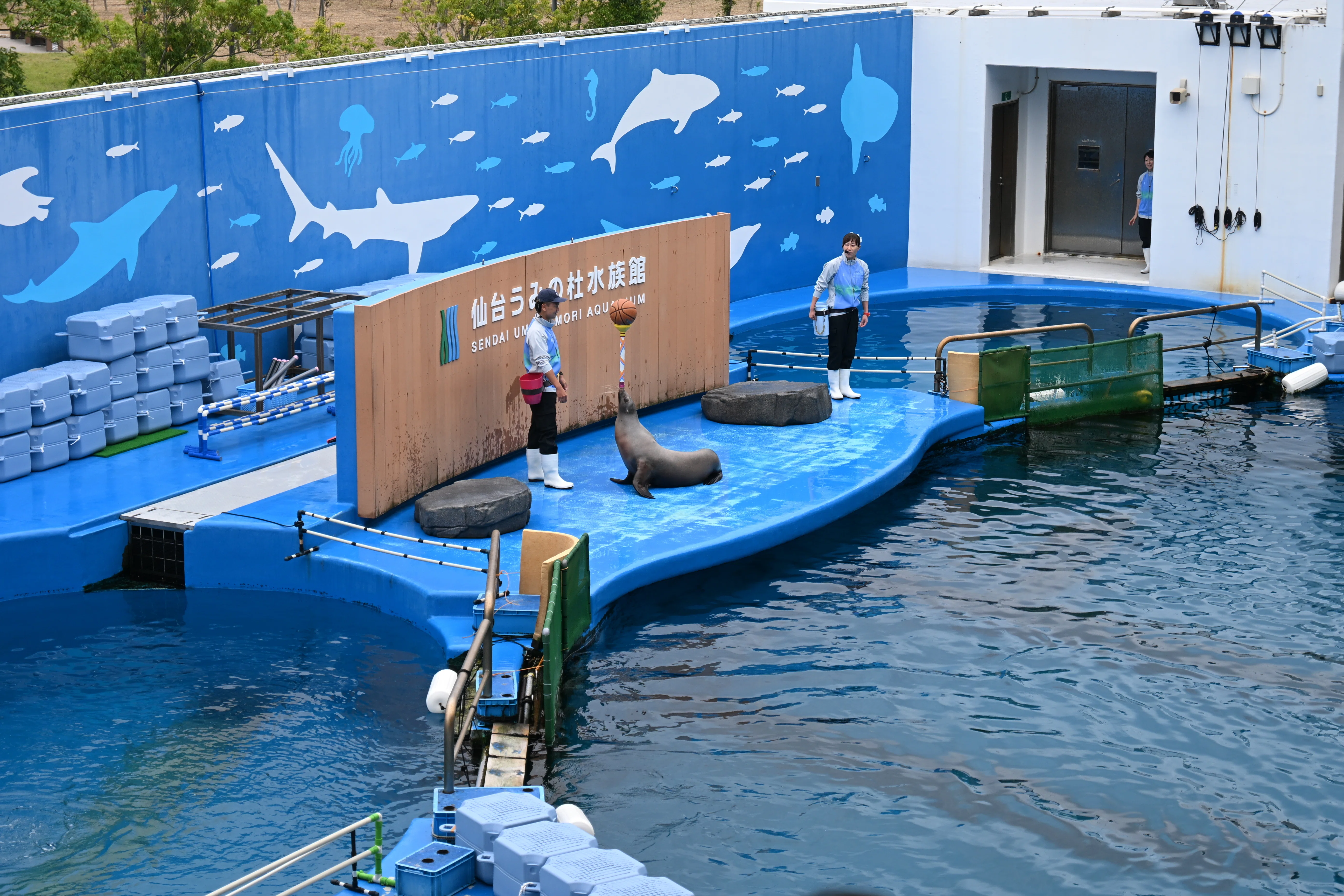 20251011_仙台うみの杜水族館【Nikon Z50IIと水族館】｜山ネズミ
