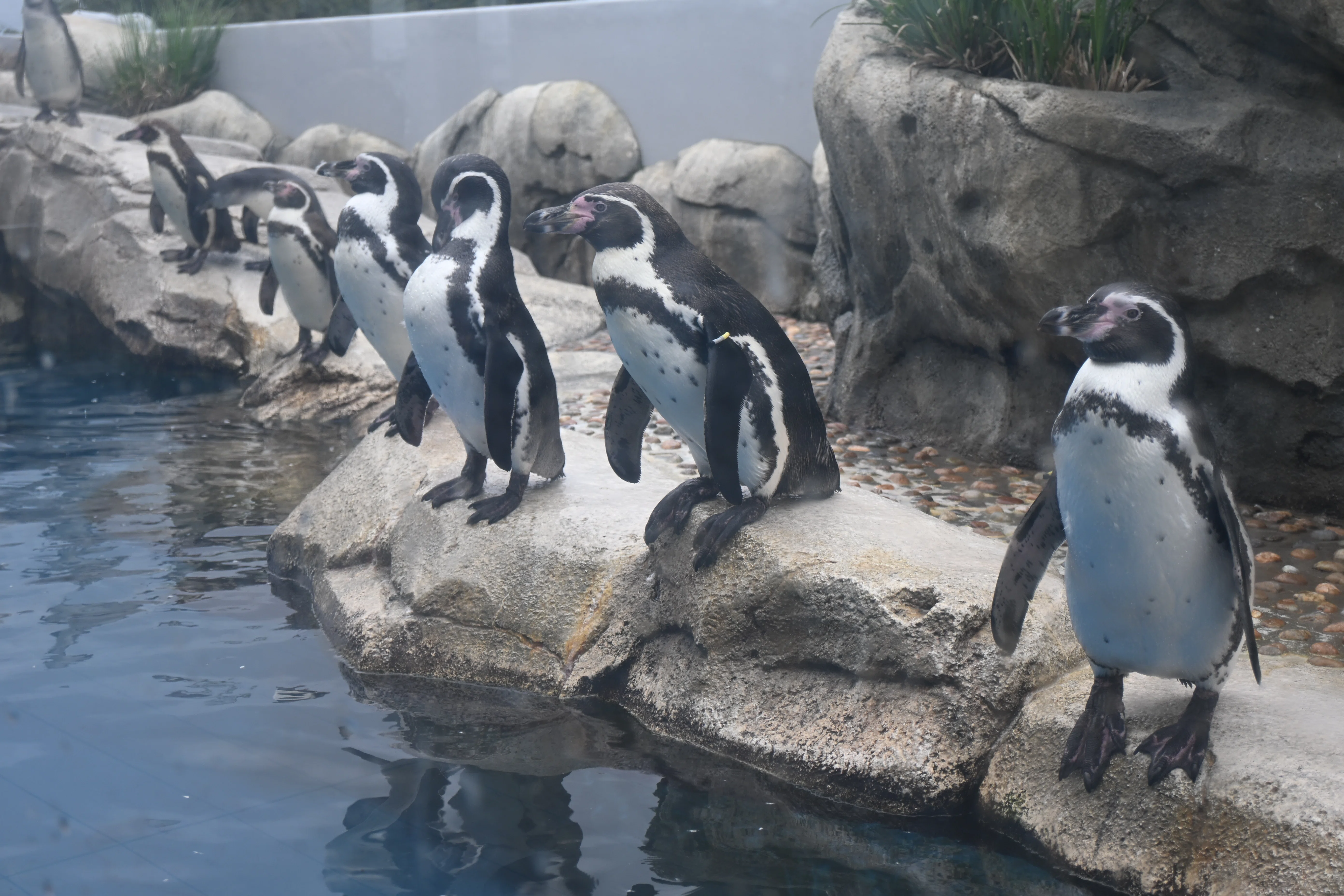 20251011_仙台うみの杜水族館【Nikon Z50IIと水族館】｜山ネズミ