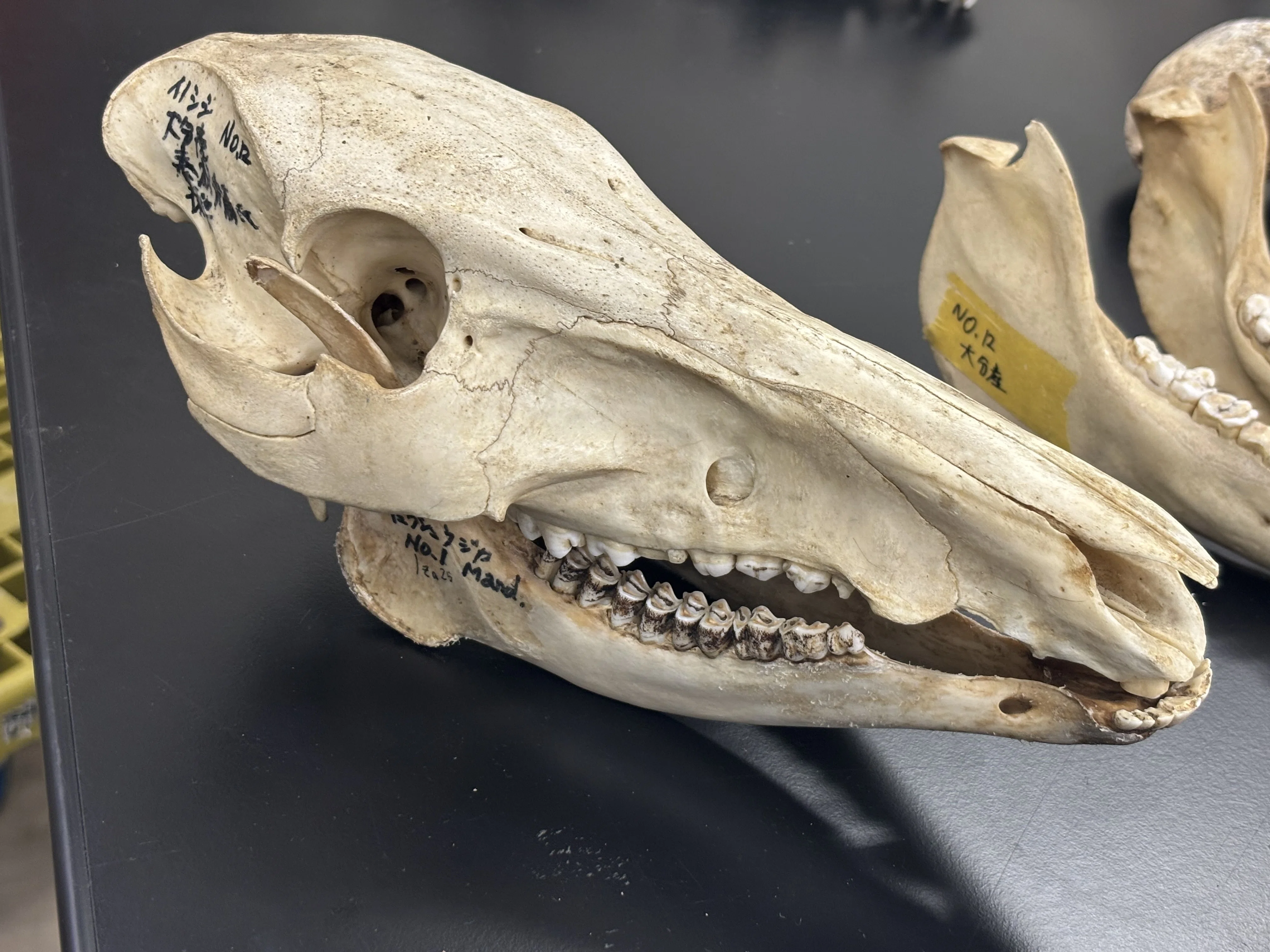 イノシシのした顎 ヒバゴンの死骸」を古生物学・植物学（＋α）の専門家に見てもらった