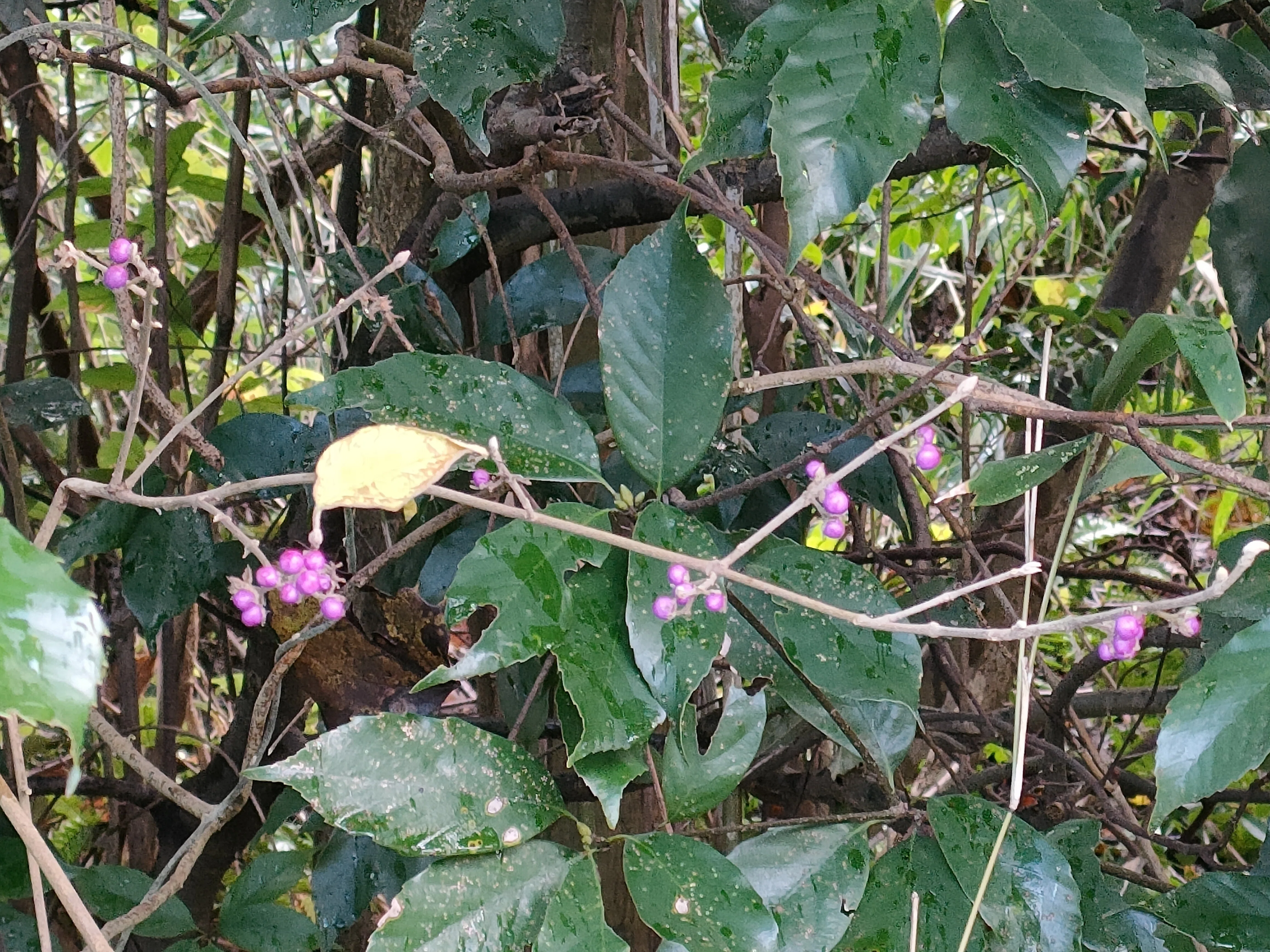 葉が落ちたヤブムラサキの実｜月澄狸