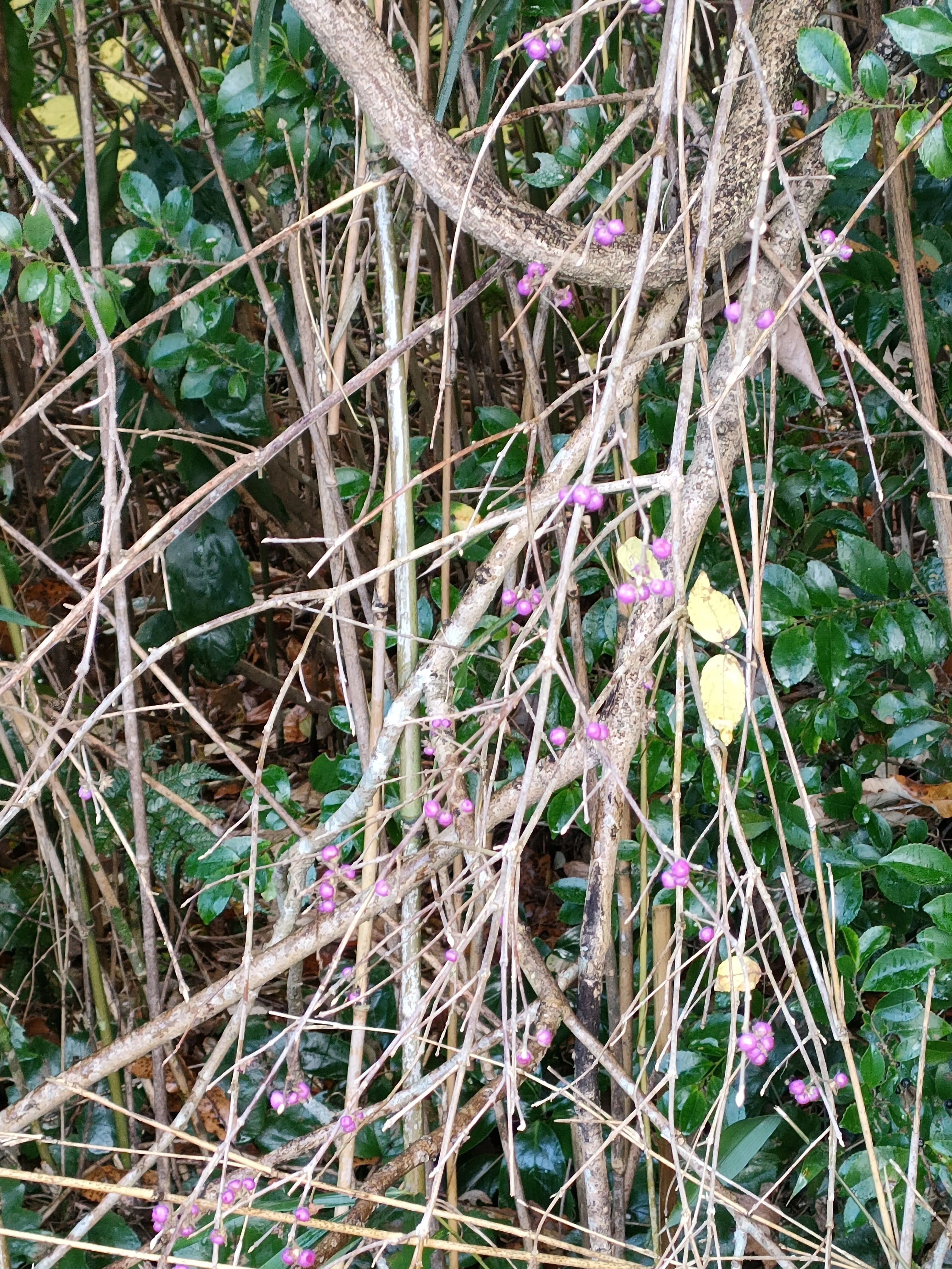 葉が落ちたヤブムラサキの実｜月澄狸