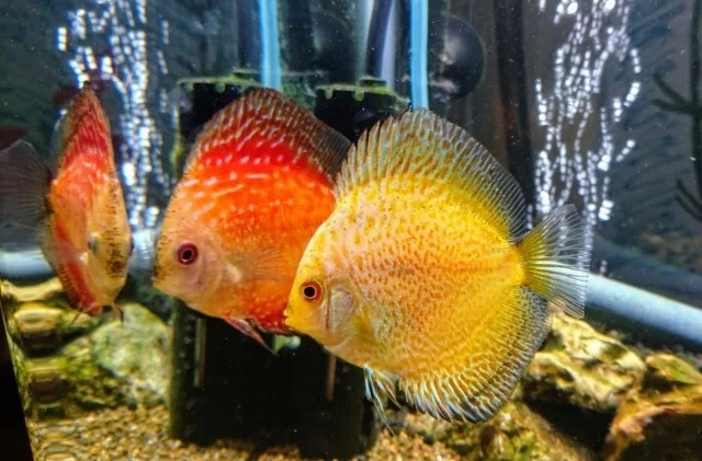 熱帯魚の王様】ディスカスの飼育方法、繁殖、注意点等をまとめました 