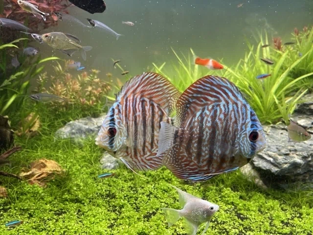 熱帯魚の王様】ディスカスの飼育方法、繁殖、注意点等をまとめました 熱帯魚の王様】ディスカスの飼育方法、繁殖、注意点等をまとめました