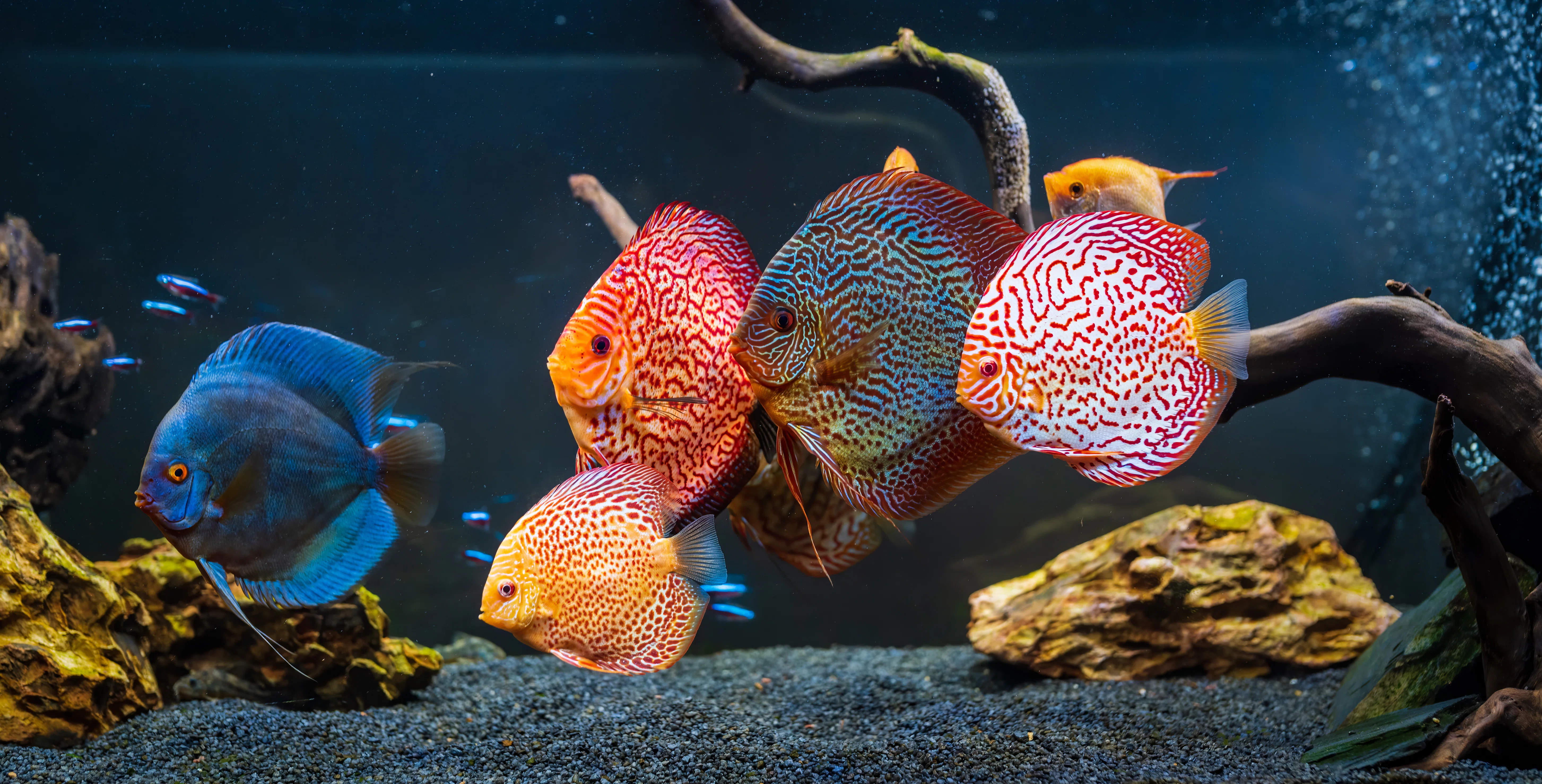 熱帯魚の王様】ディスカスの飼育方法、繁殖、注意点等をまとめました 