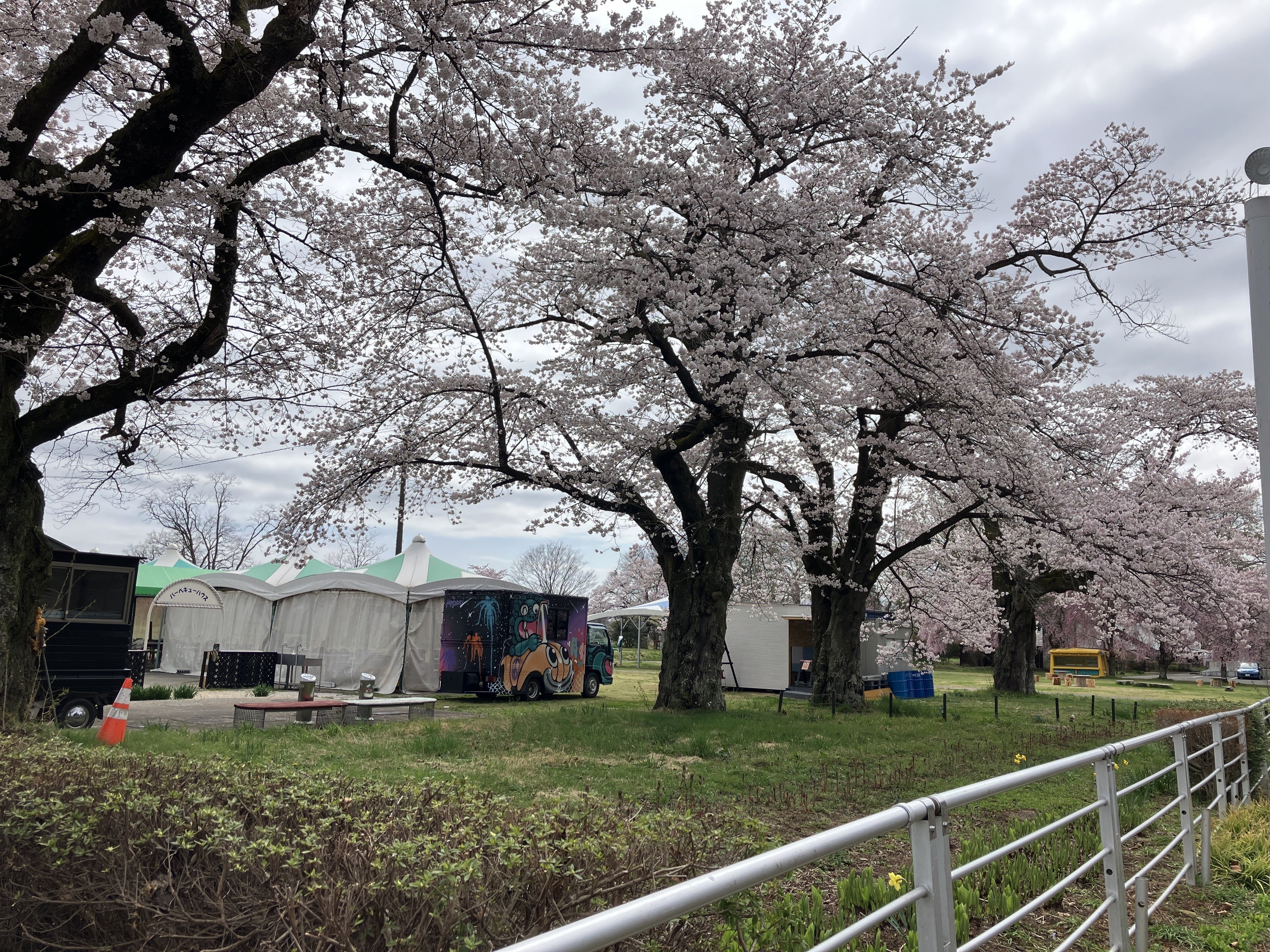 鳥見山公園～金毘羅桜～高田桜～いしかわ桜～谷北須川・今出川の桜並木