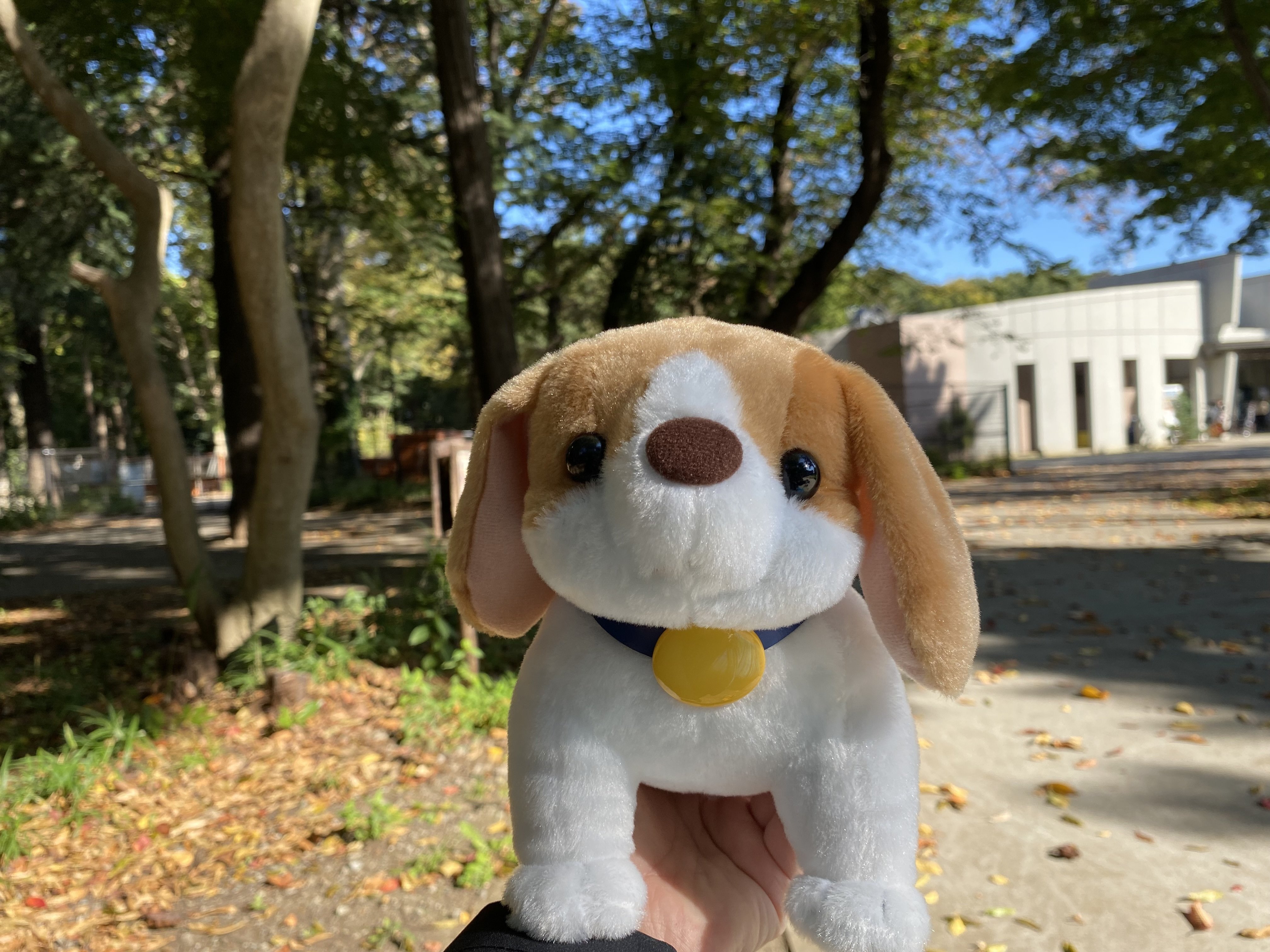 私がときめくもの｜愛犬｜ビーグル｜ペットロス｜Kou|自分らしく生きる人