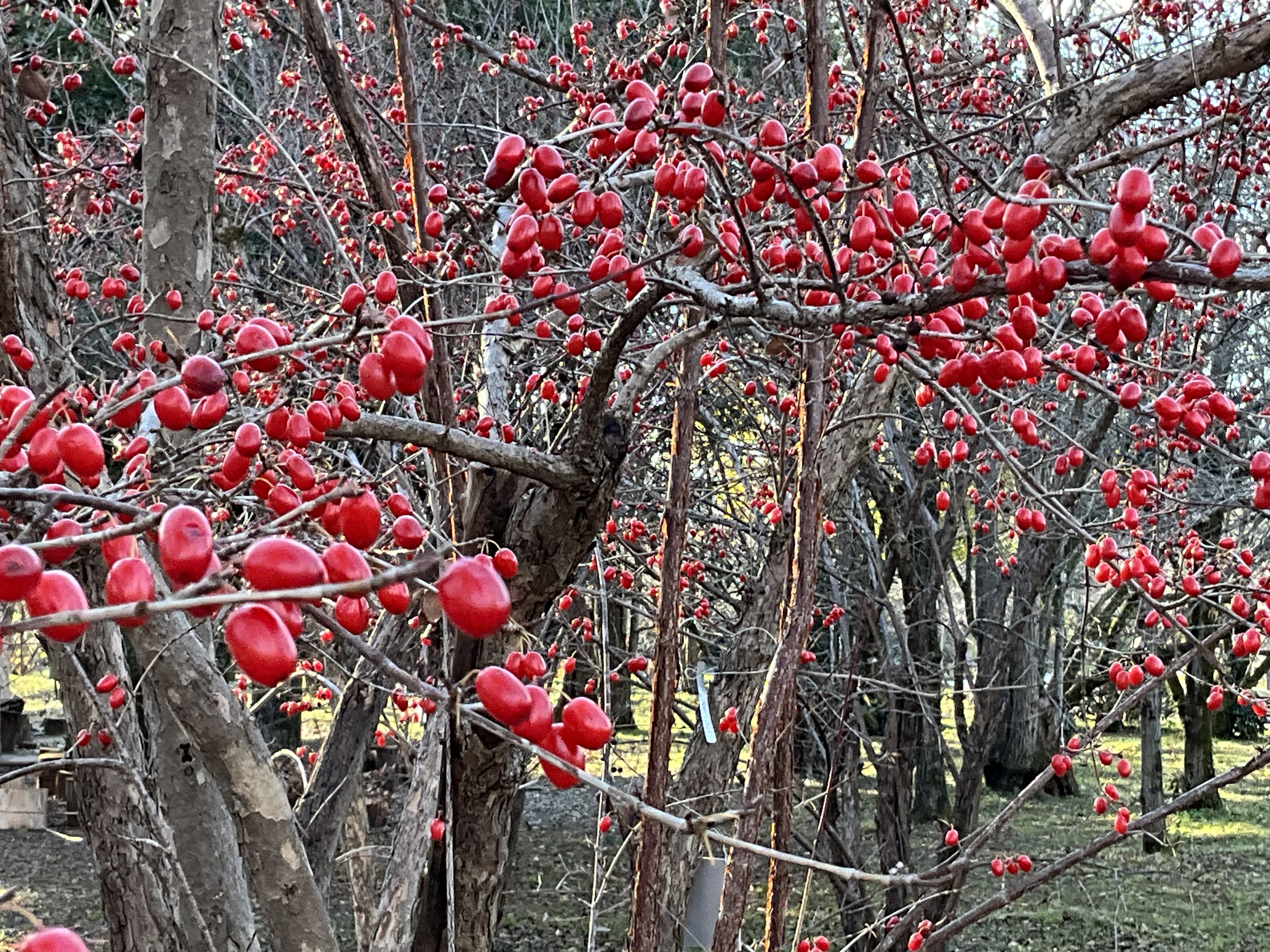 京都府立植物園の木の実（1）：2025年12月23日（火）｜藤井秀昭