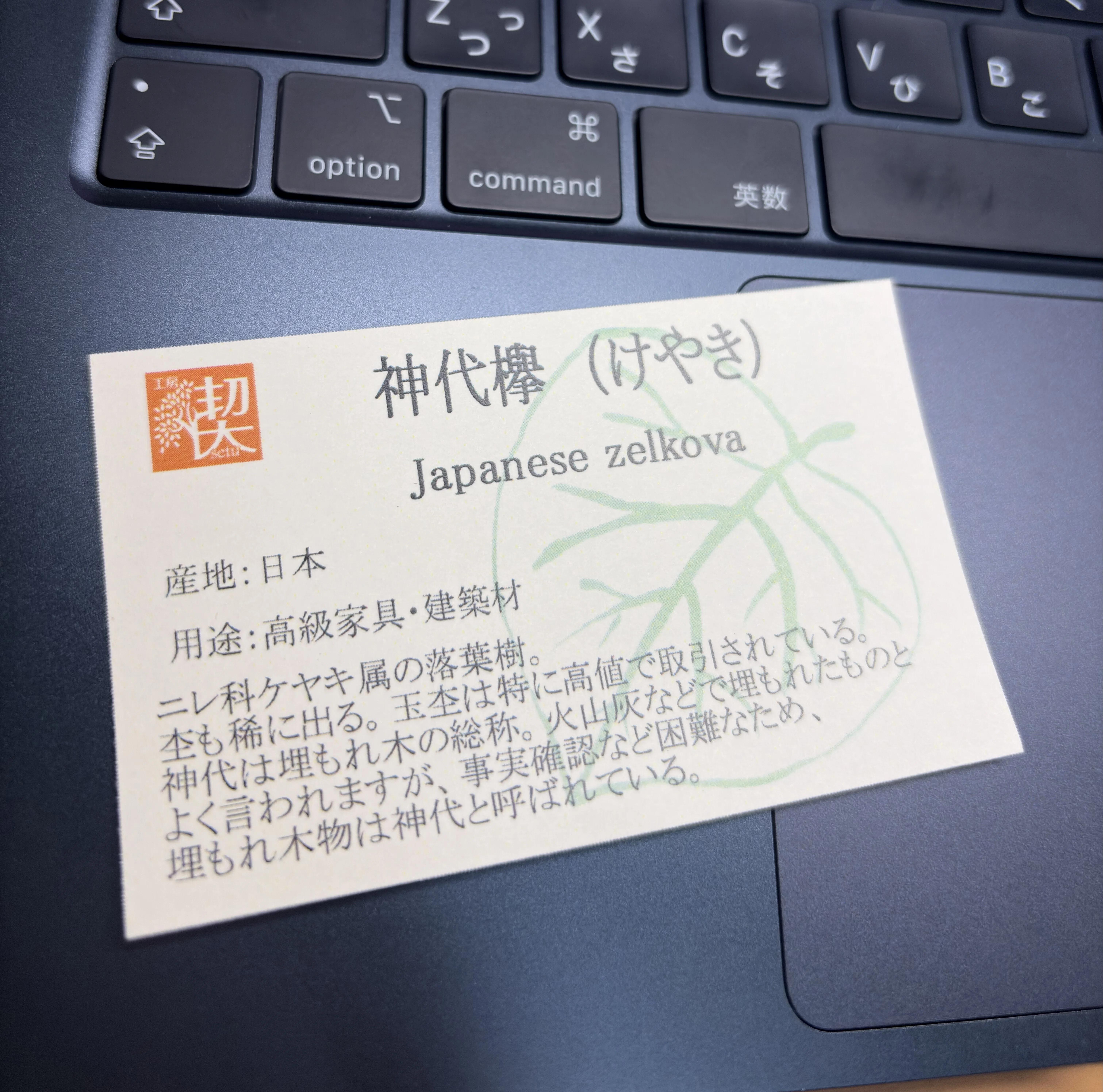 工房楔 ペンシル楔 神代欅｜hknc