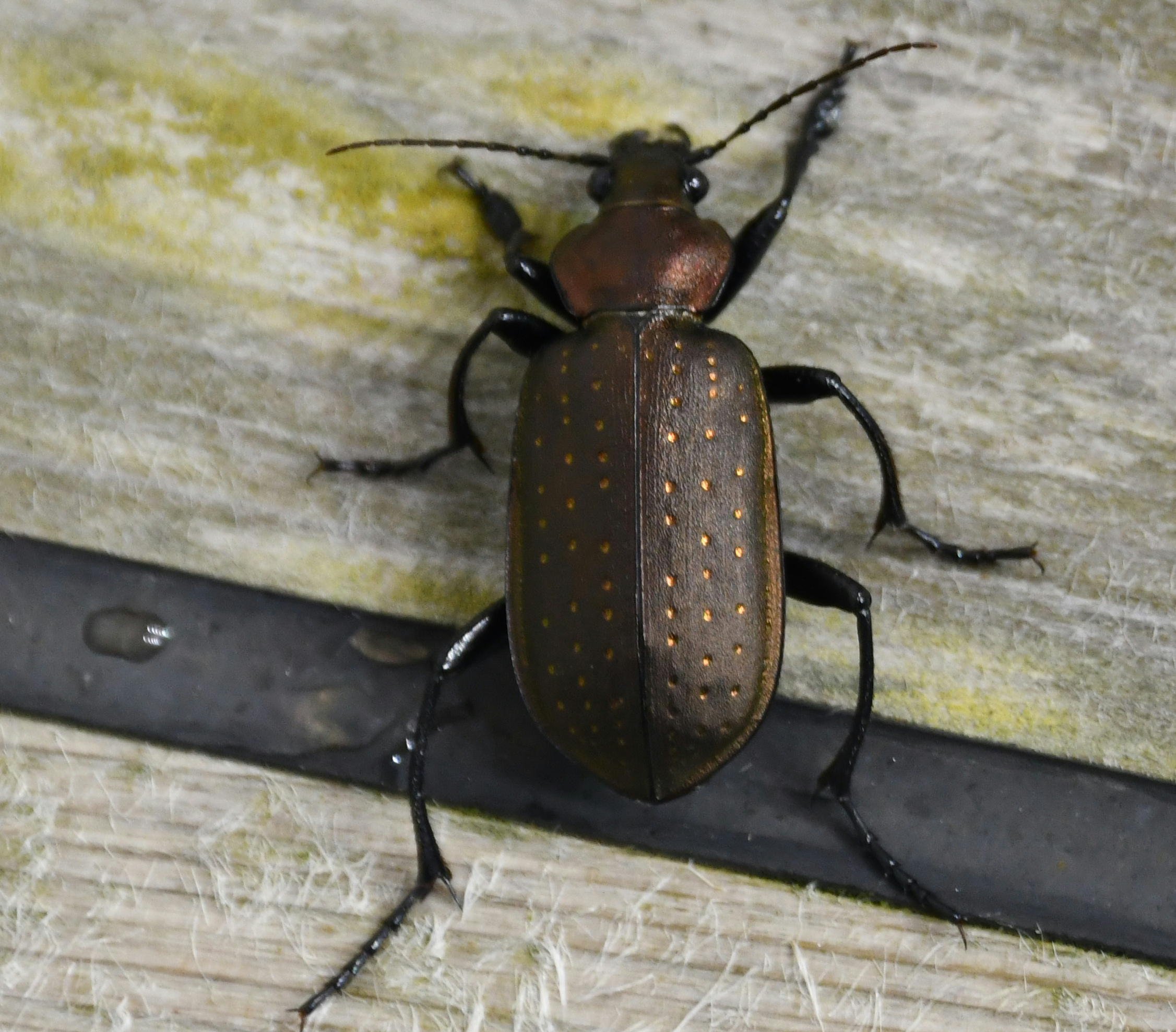 エゾカタビロオサムシ Campalita chinense｜MURA Tadasi (村 正)