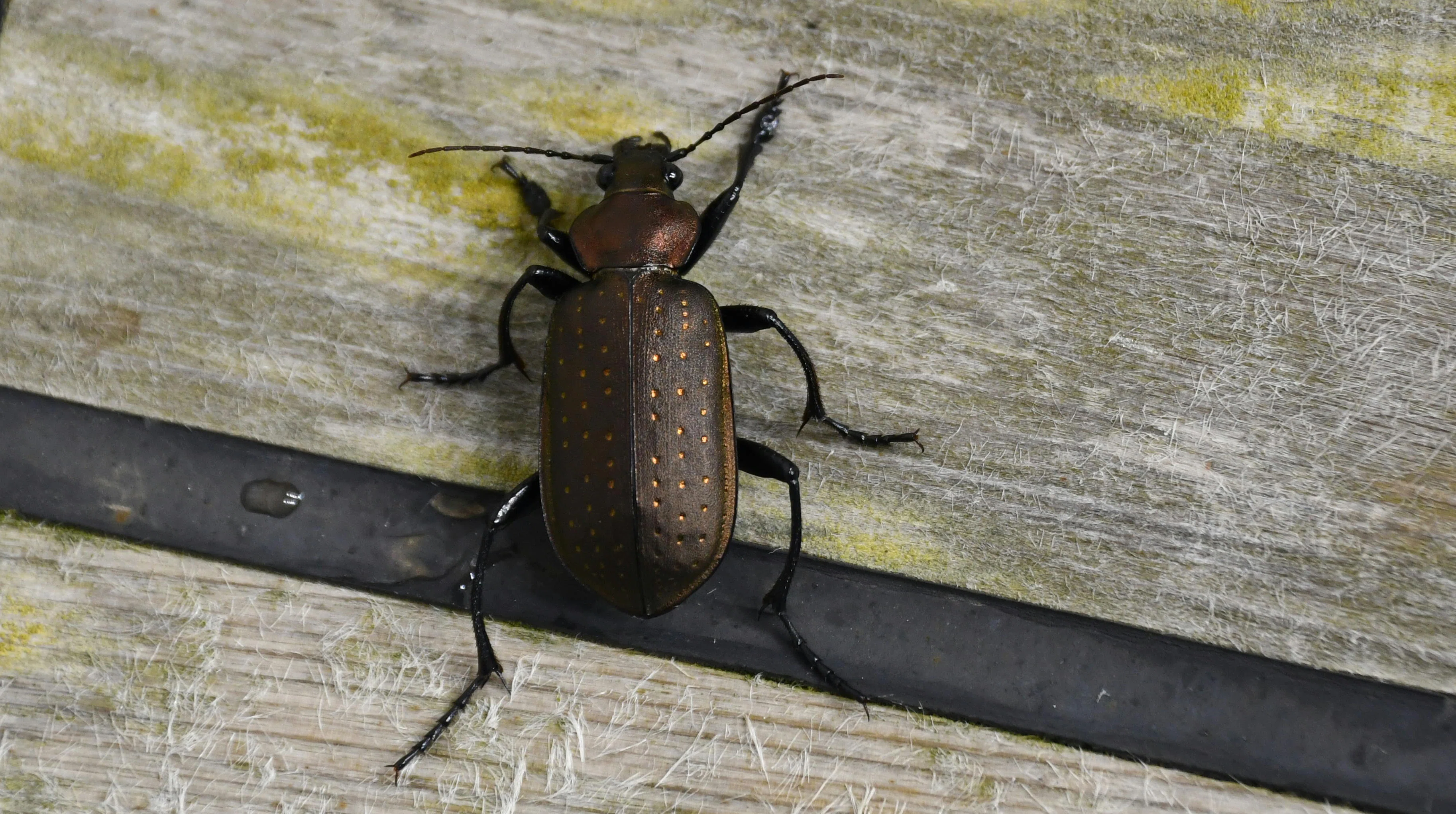 エゾカタビロオサムシ Campalita chinense｜MURA Tadasi (村 正)