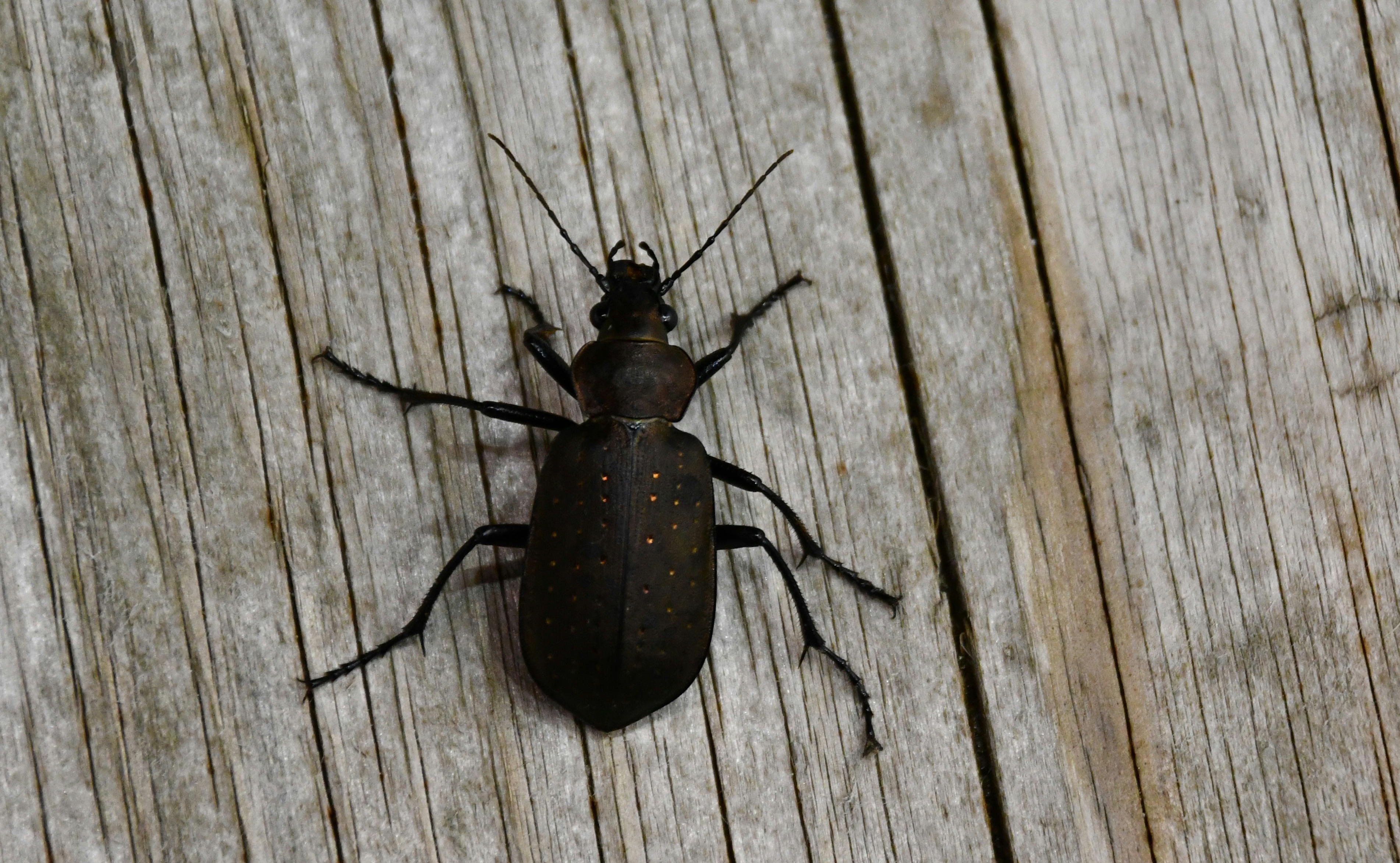 エゾカタビロオサムシ Campalita chinense｜MURA Tadasi (村 正)