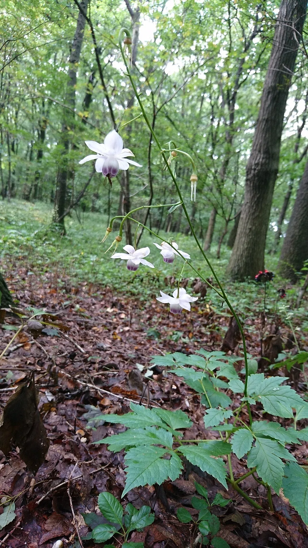 枯れ葉の向こうに花畑を想う 福島県白河市の天狗山 ＆ フレンチの濃厚