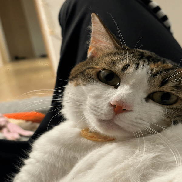 ★やまとのねこページです★ キミとねこ。―THE RAMPAGE 陣とラキ＆ライト―｜ヤマト運輸公式note