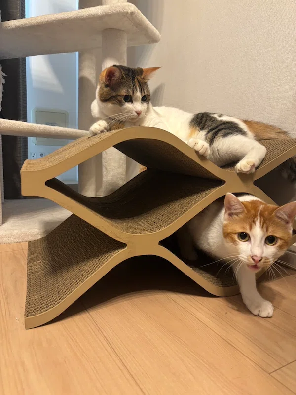 You and Cats. —THE RAMPAGE's Zin and Raki & Light—｜ヤマト運輸公式note