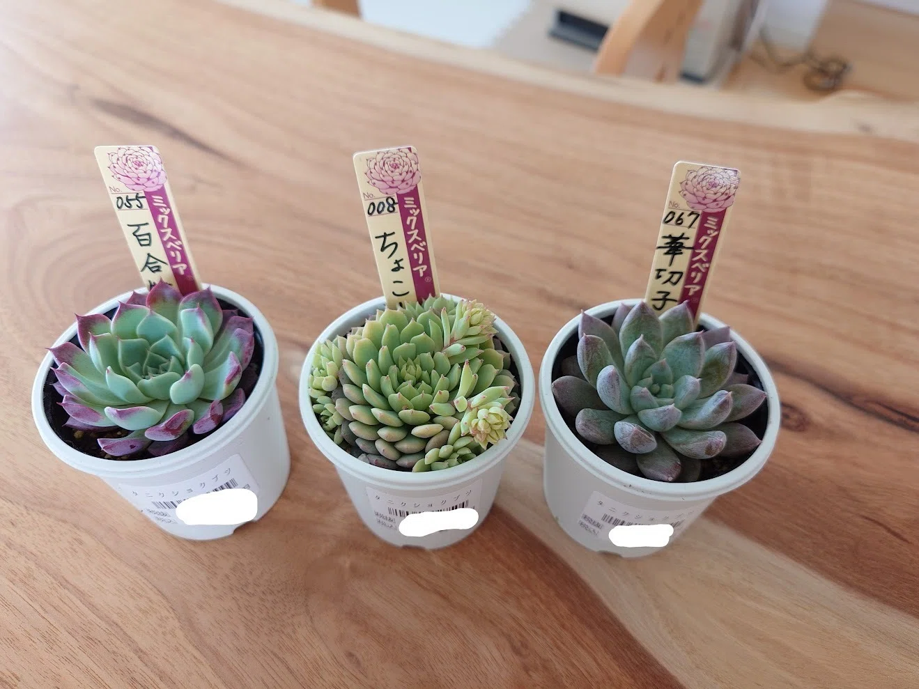 多肉植物】Before After|ちょんぱ|株分け |葉挿し|増えたものもあれば