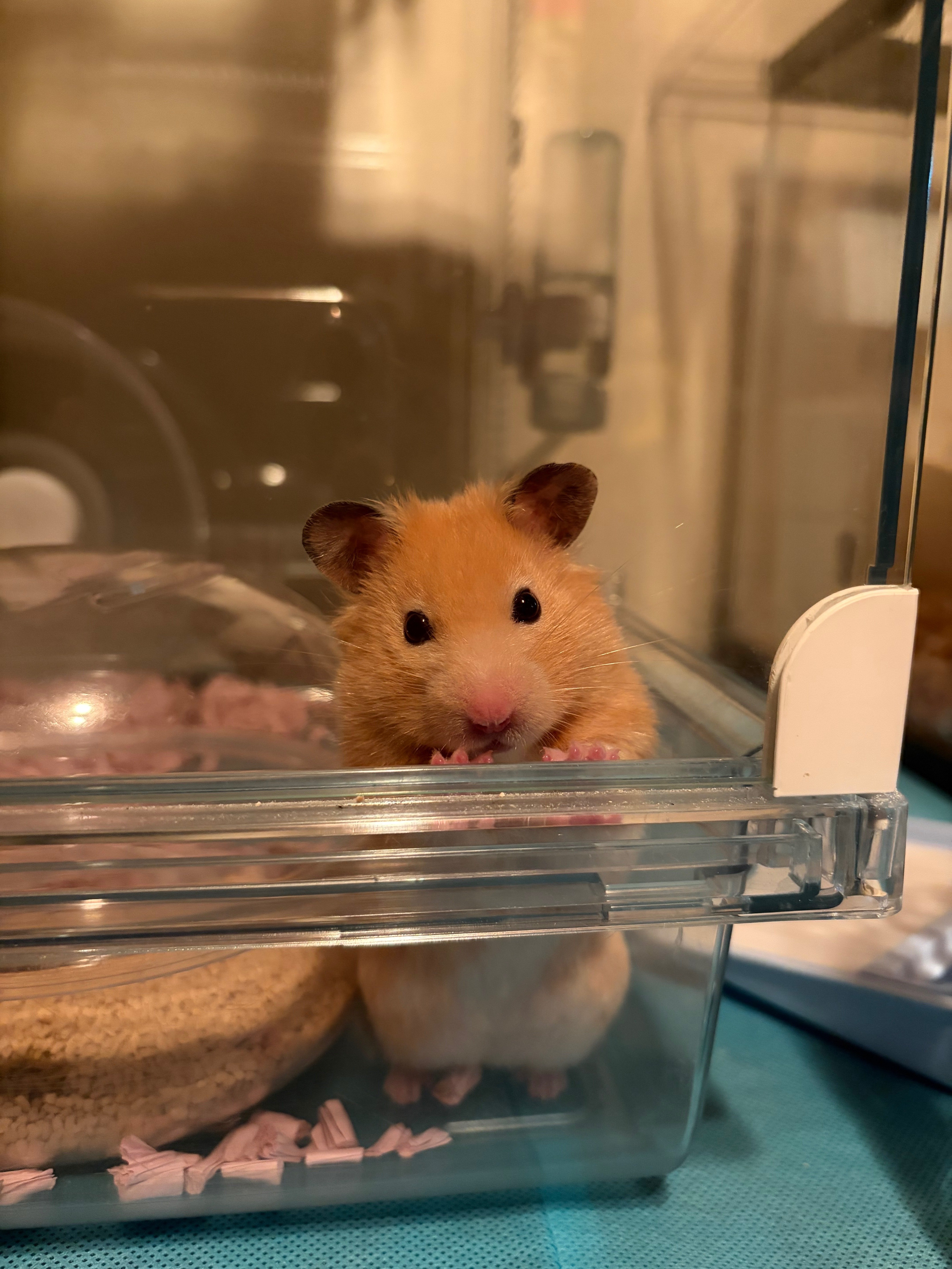 衝動買いが止まらない件｜ベンジー山田