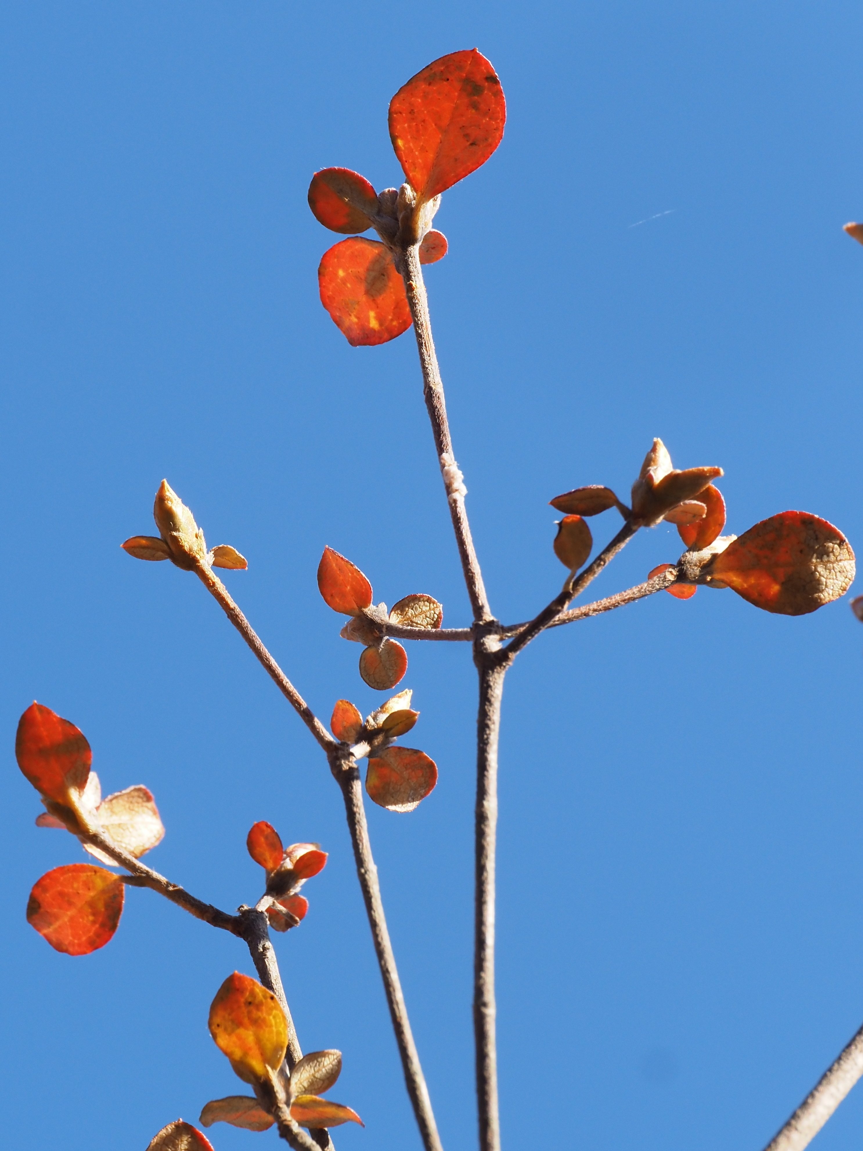 198．まだまだコバノミツバツツジの紅葉｜sasayan