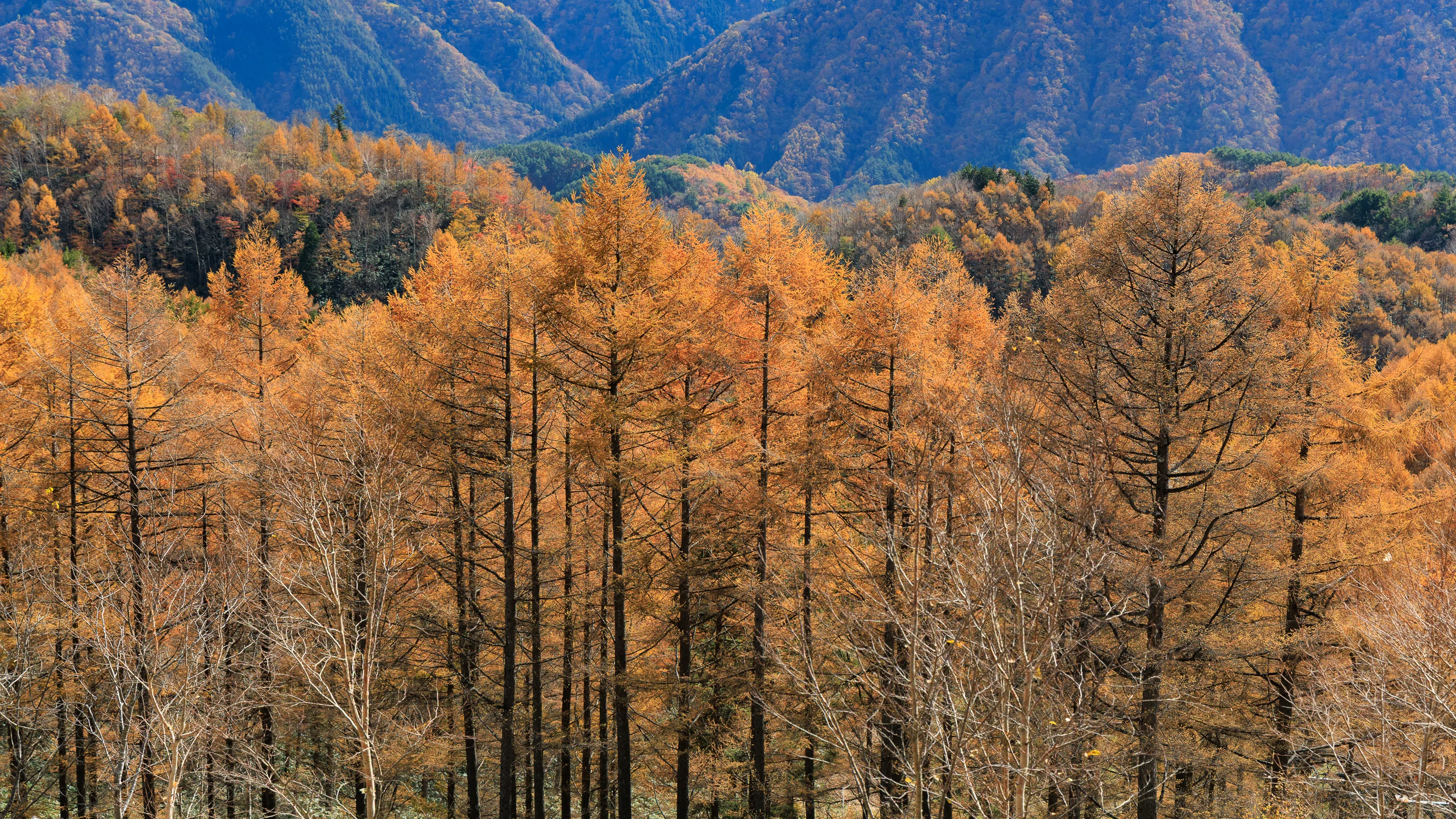 紅葉の秋、山の紅葉｜yamadagawa
