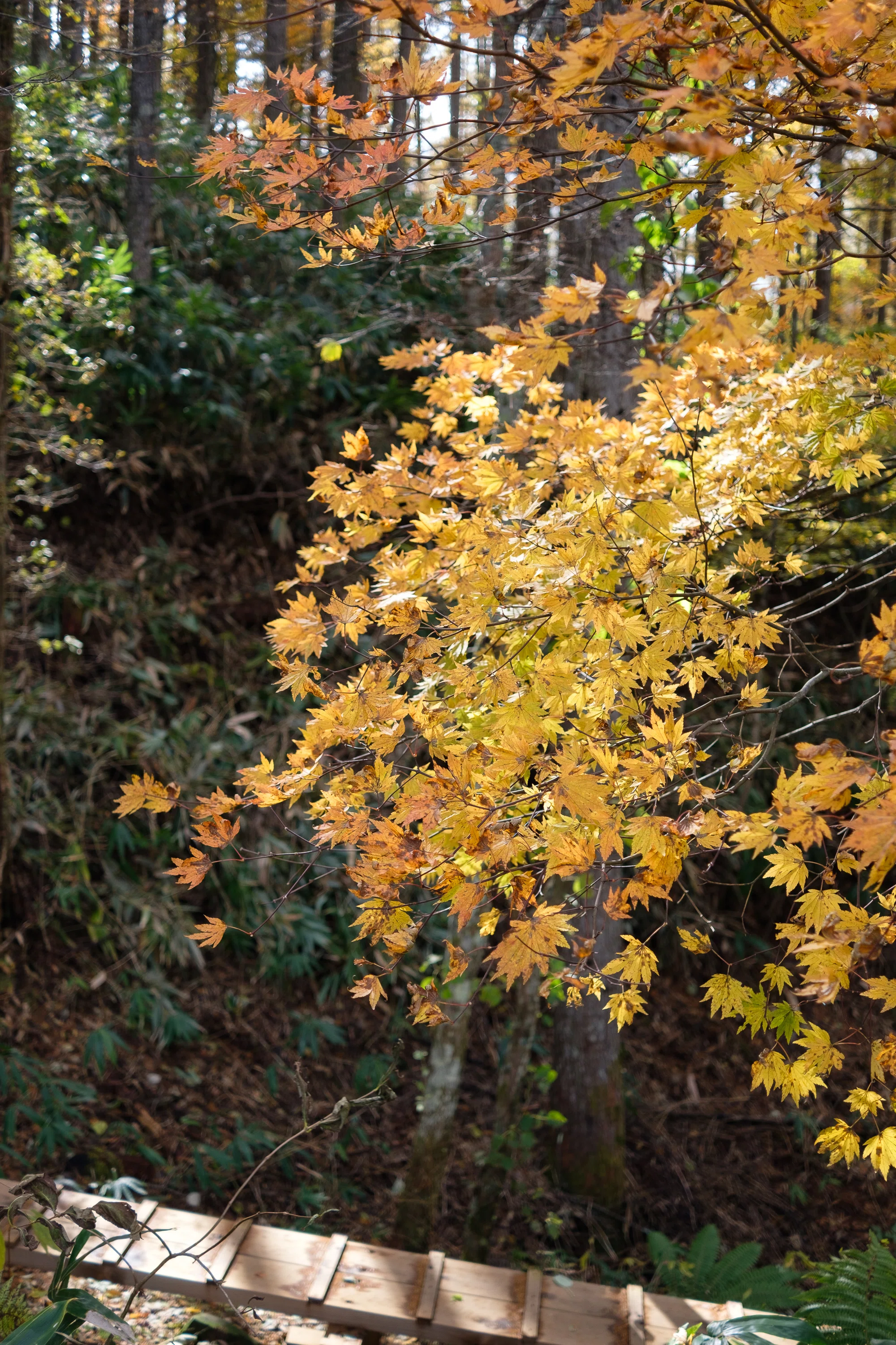 紅葉の秋、山の紅葉｜yamadagawa