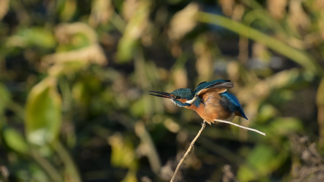 フレンドリーなカワセミ｜オガシン86