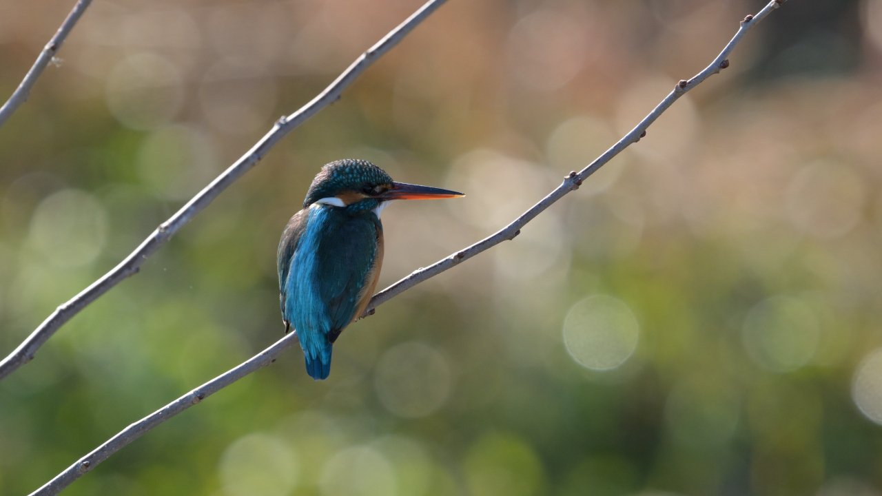 フレンドリーなカワセミ｜オガシン86