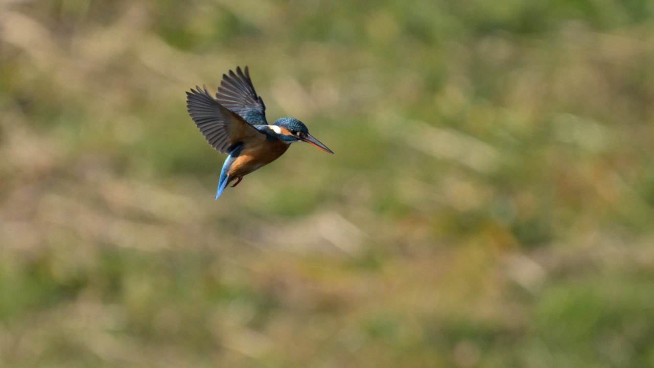 フレンドリーなカワセミ｜オガシン86