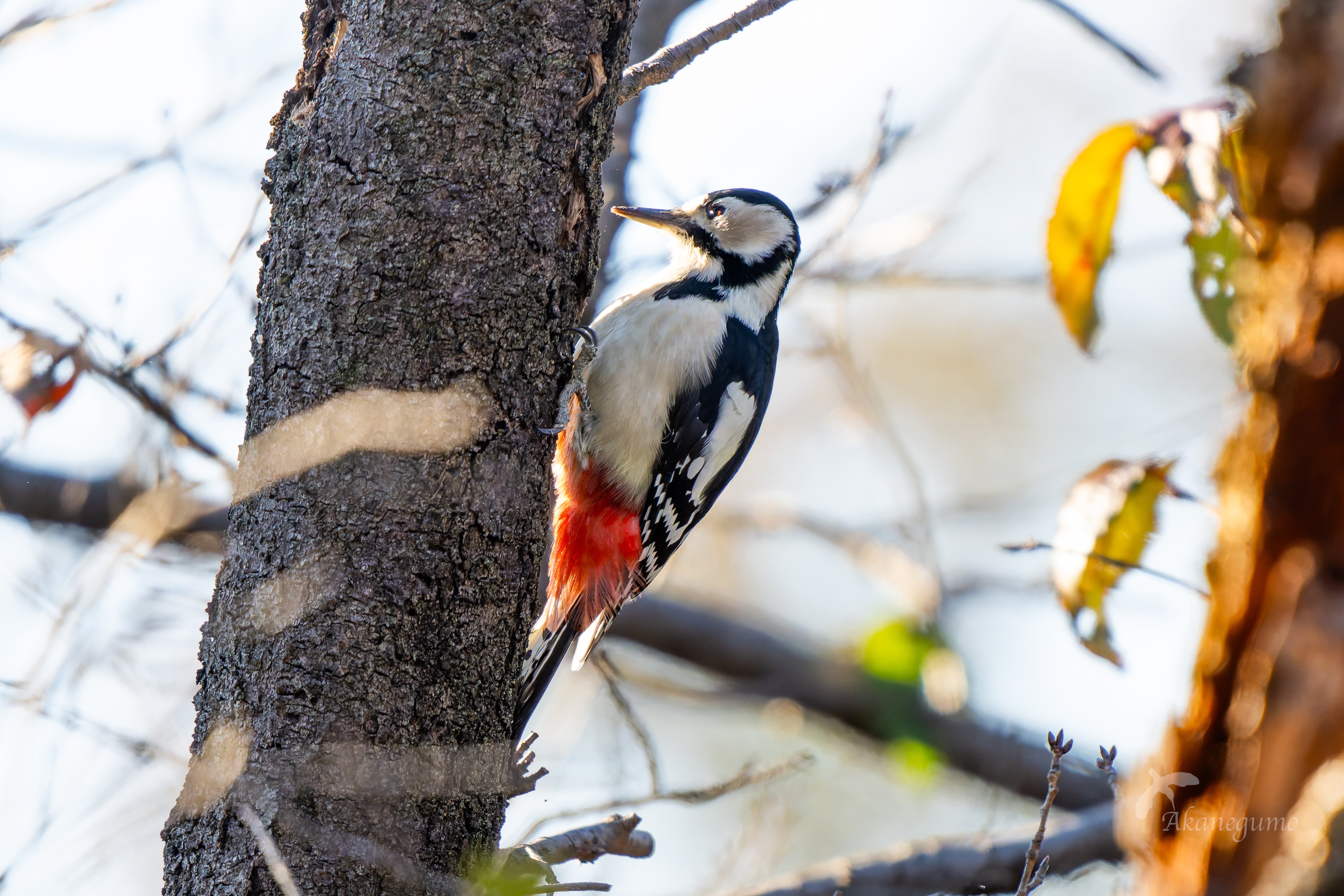 鳥見83 都市公園で小鳥①｜茜雲／鳥の記録と普通の日記