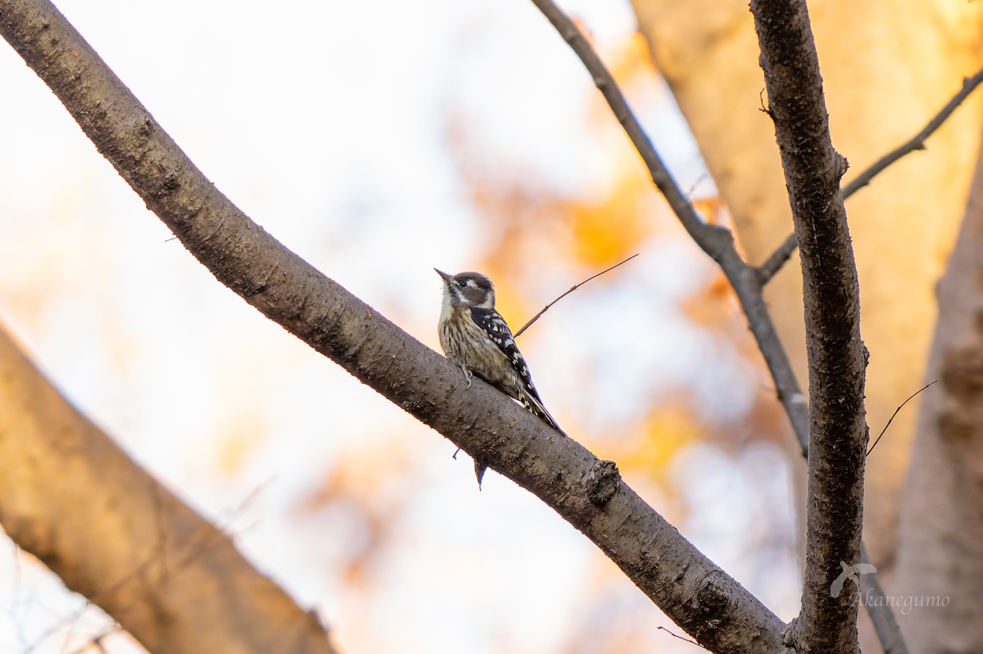 鳥見83 都市公園で小鳥①｜茜雲／鳥の記録と普通の日記