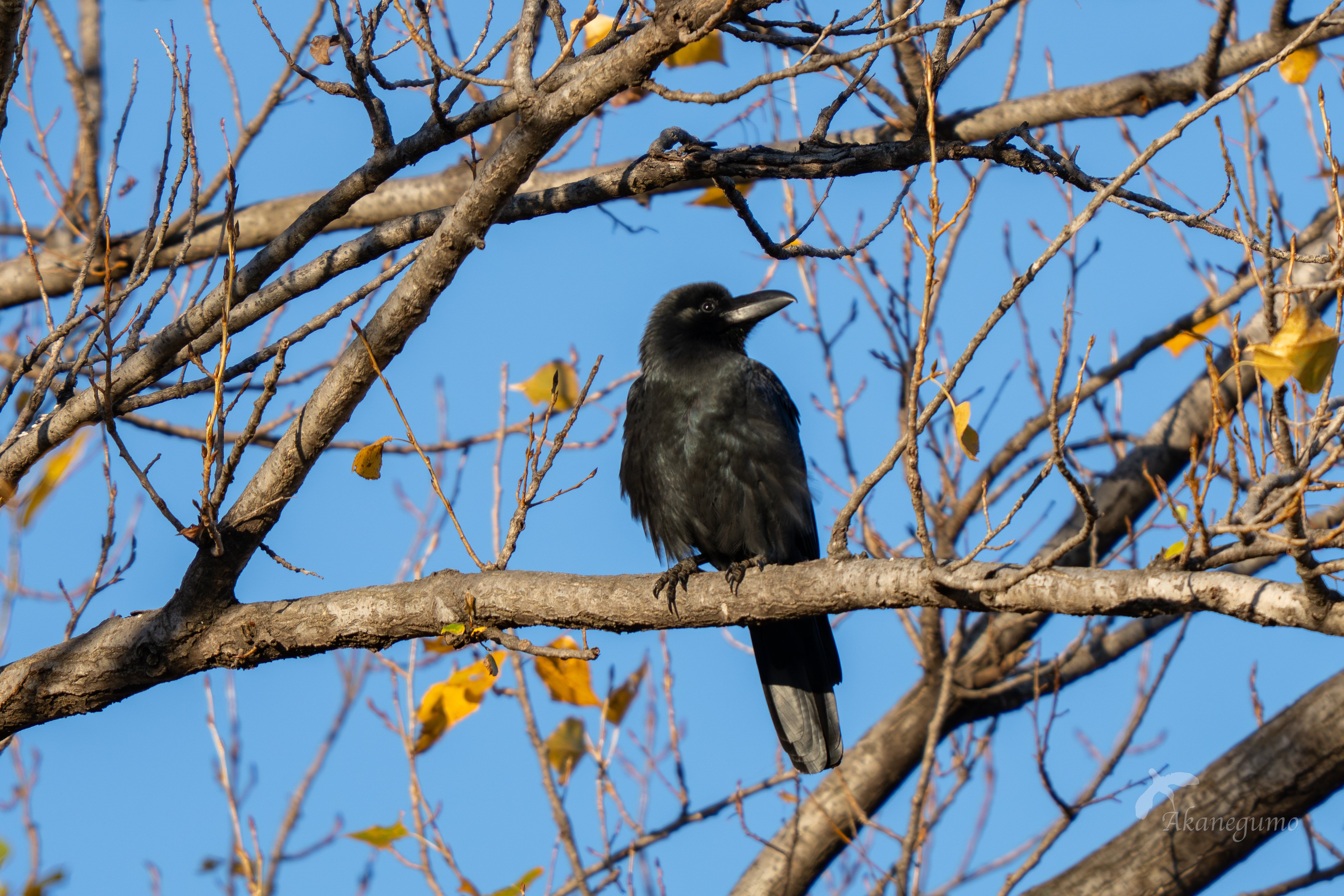 小鳥 Amazon.co.jp: 小鳥 赤い鳥 青い鳥 ツインバード【ブルー・レッド