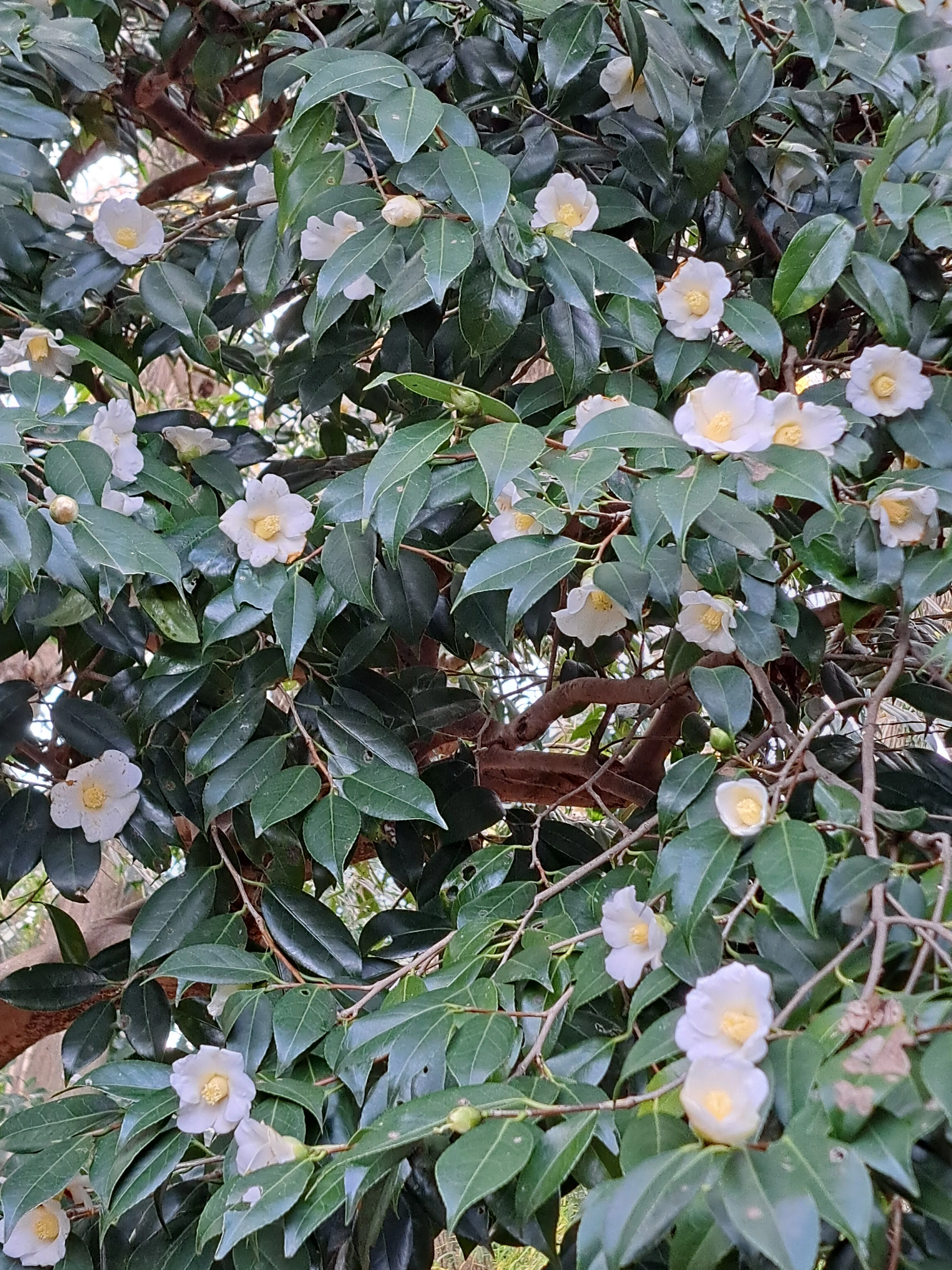 2025花スケッチ＞神代植物公園「つばき・さざんか園」：白侘助に思わず