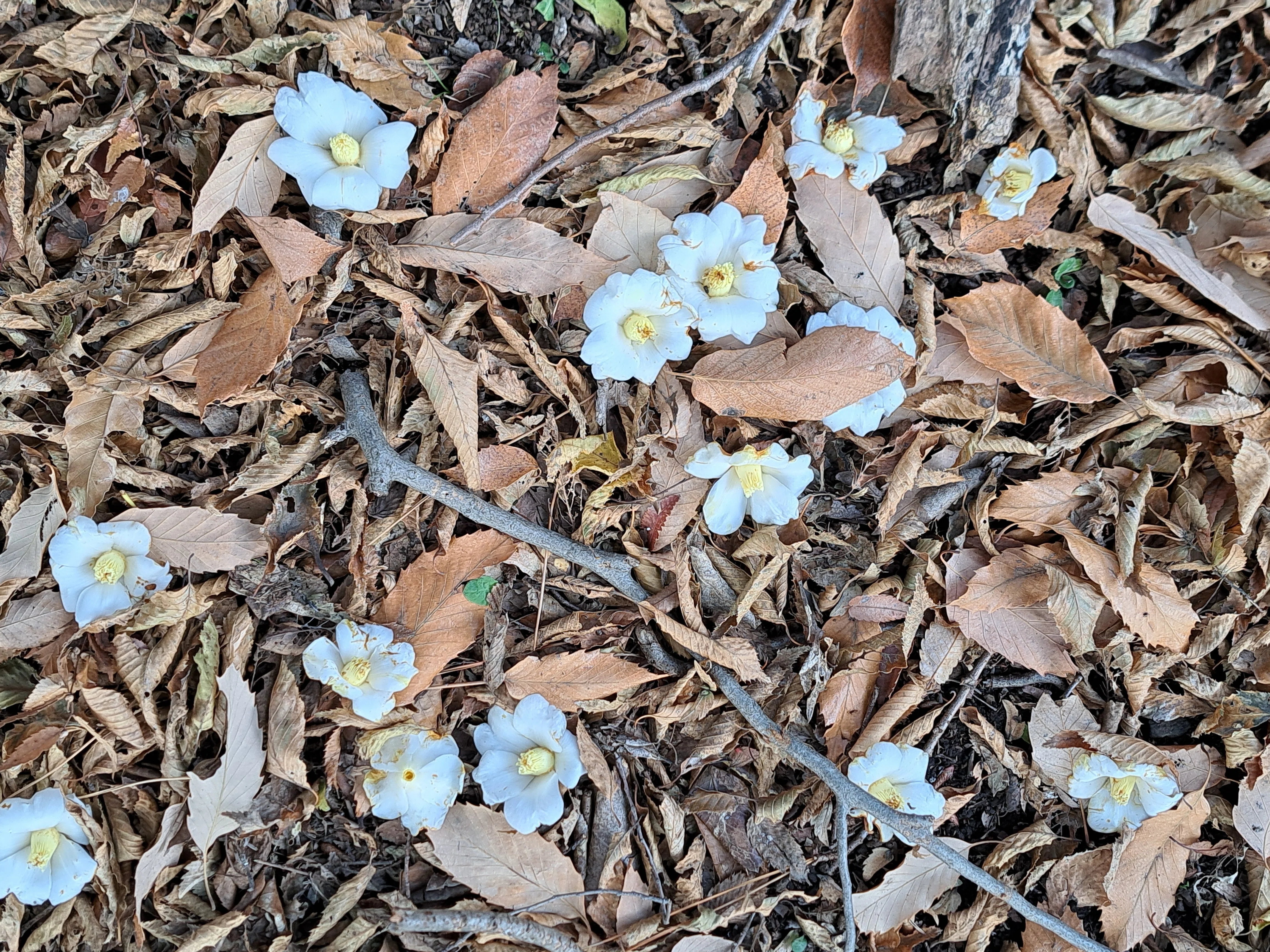 2025花スケッチ＞神代植物公園「つばき・さざんか園」：白侘助に思わず