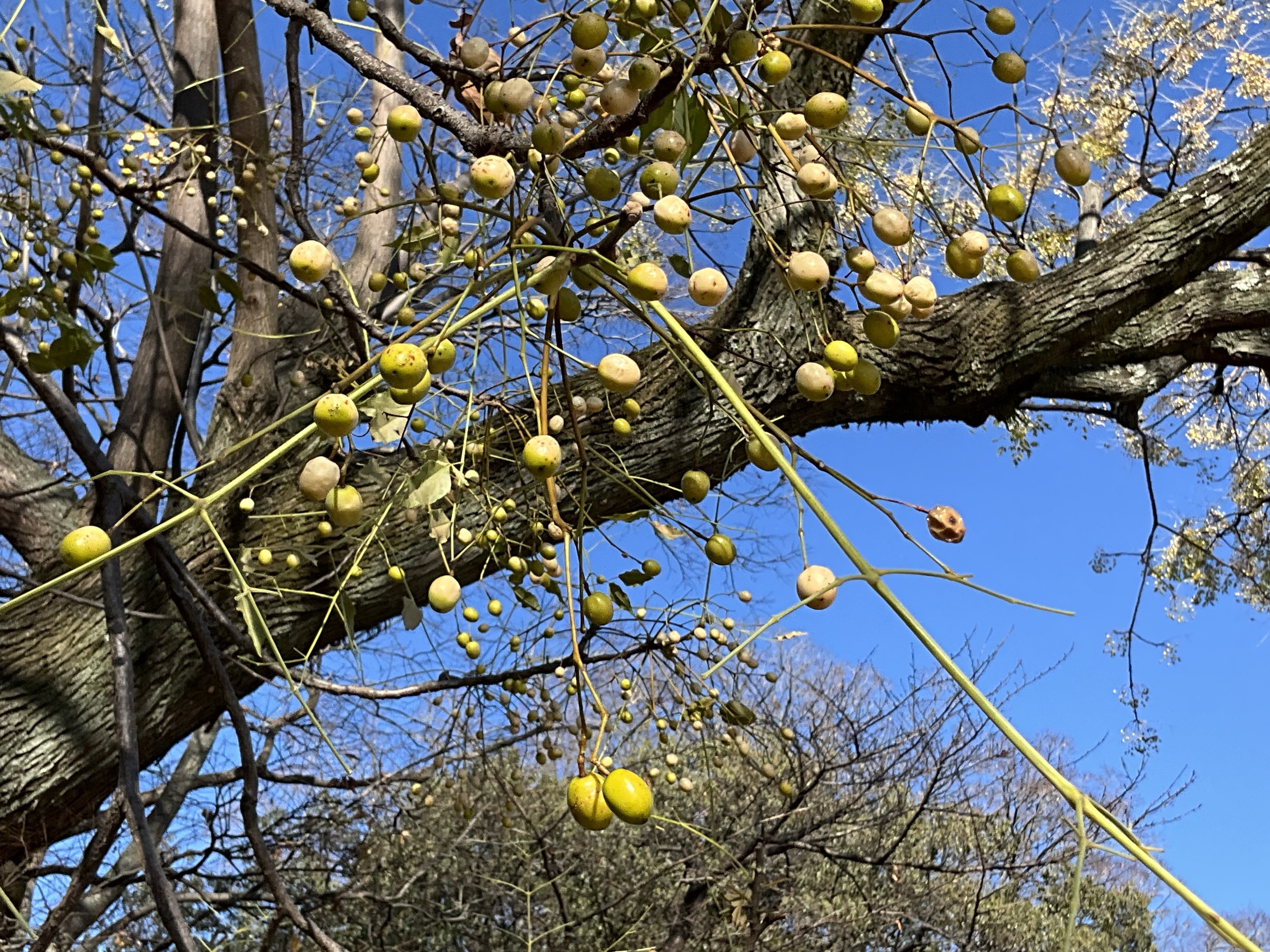 京都府立植物園の木の実（1）：2025年12月23日（火）｜藤井秀昭